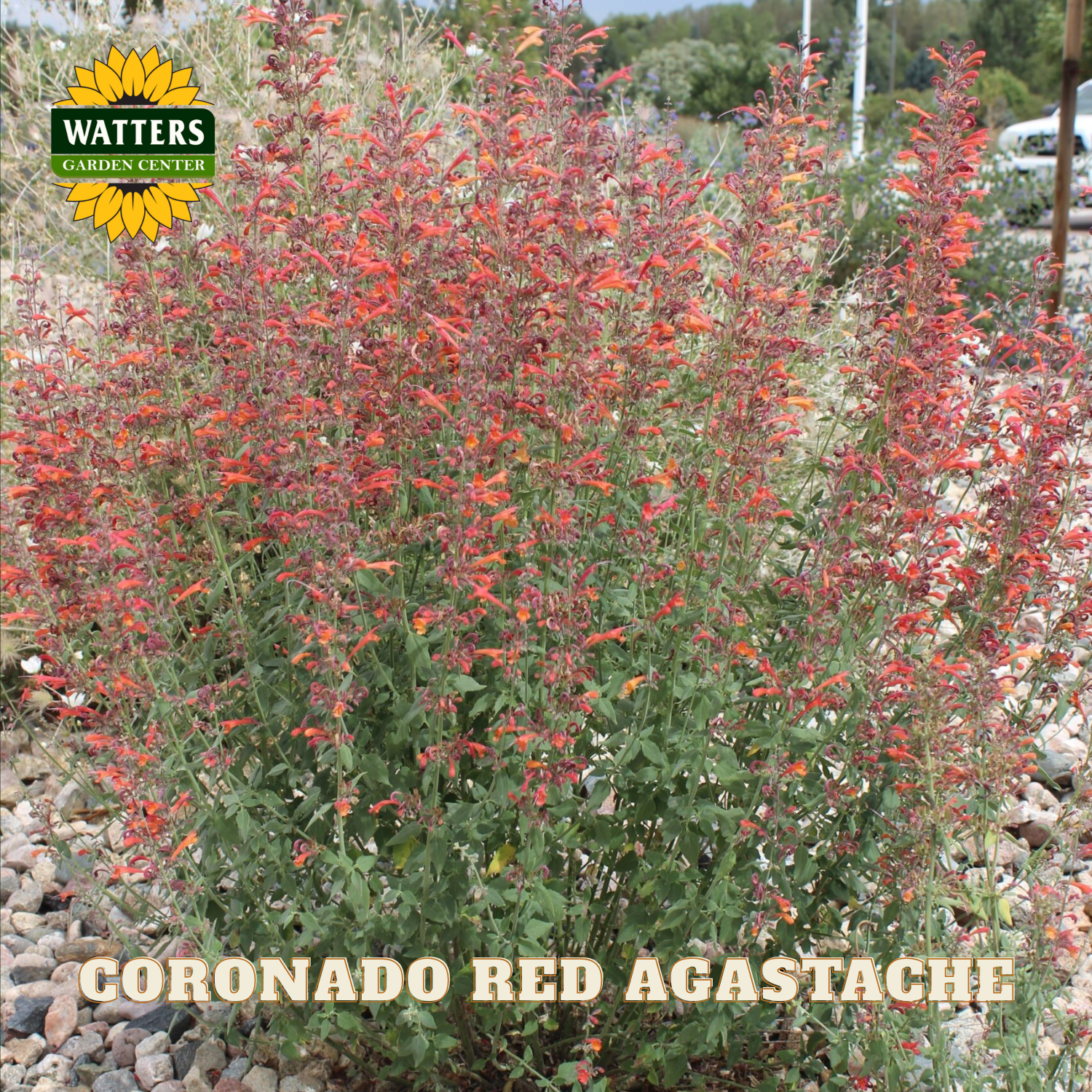 Coronado Red Agastache plant with Watters Garden Center branding.