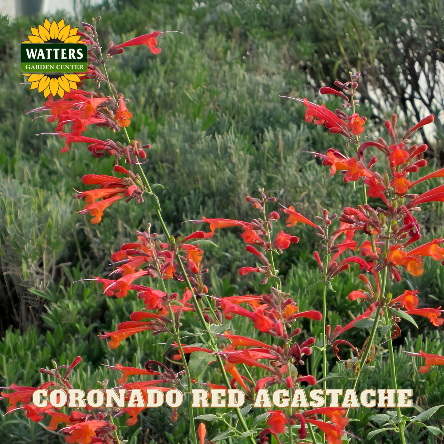 Red Agastache flowers with Watters Garden Center logo in the corner.