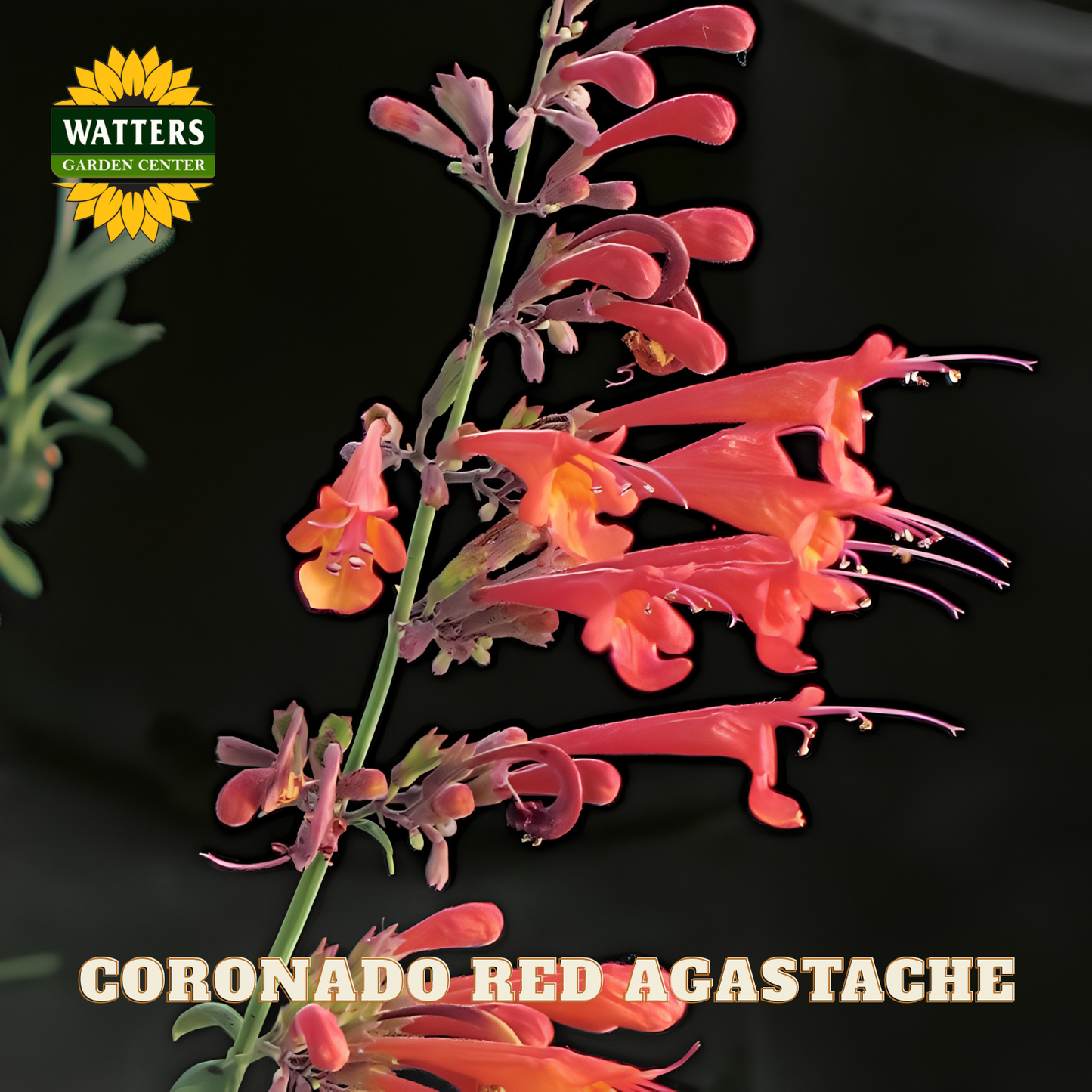 Close-up of Coronado Red Agastache flowers with Watters Garden Center logo.