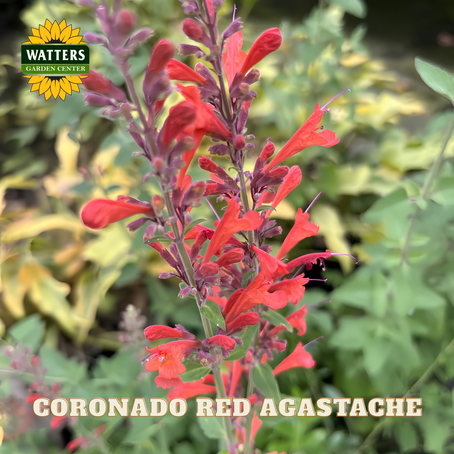 Red Agastache plant with Watters Garden Center logo and text overlay.