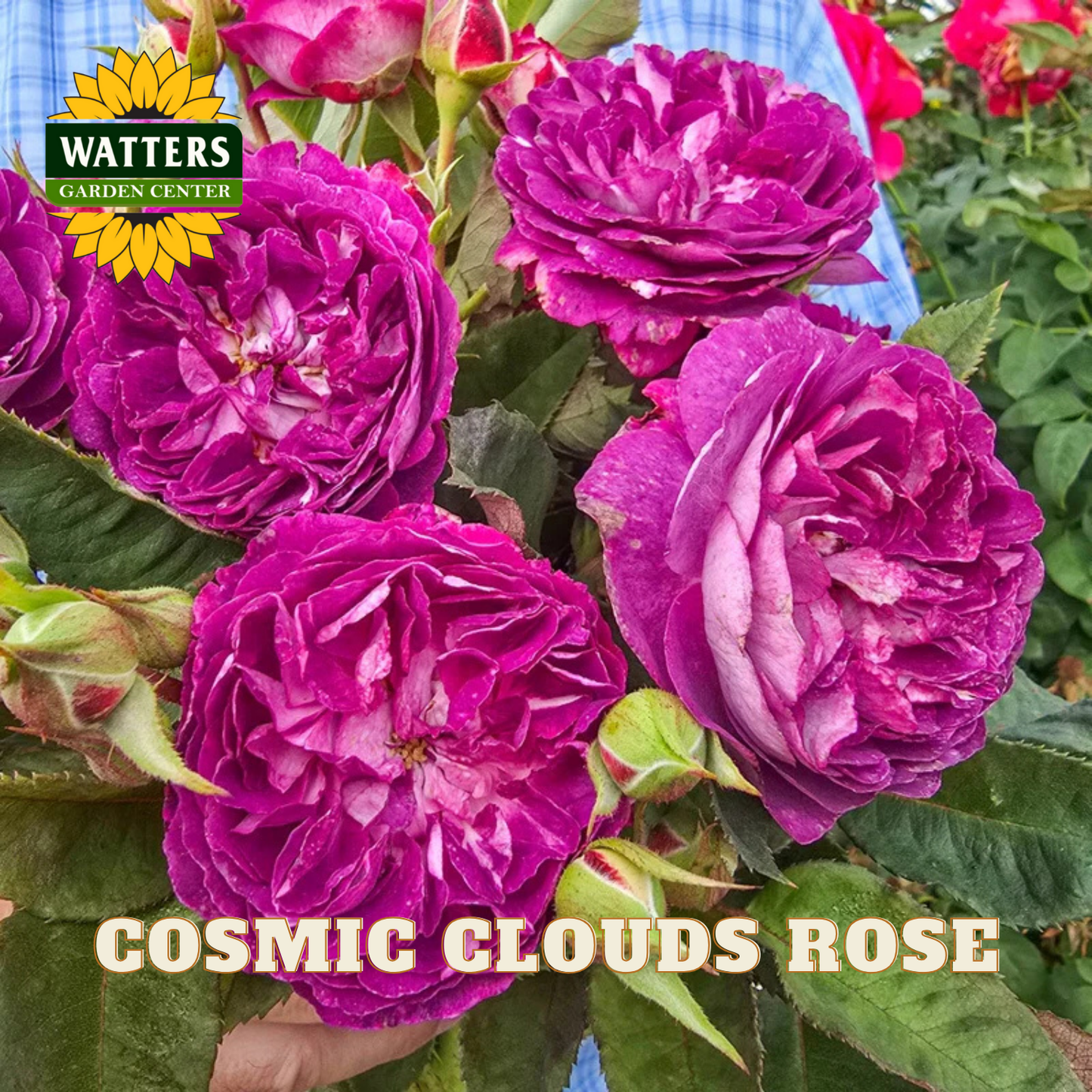 Cosmic Clouds Rose with Watters Garden Center branding