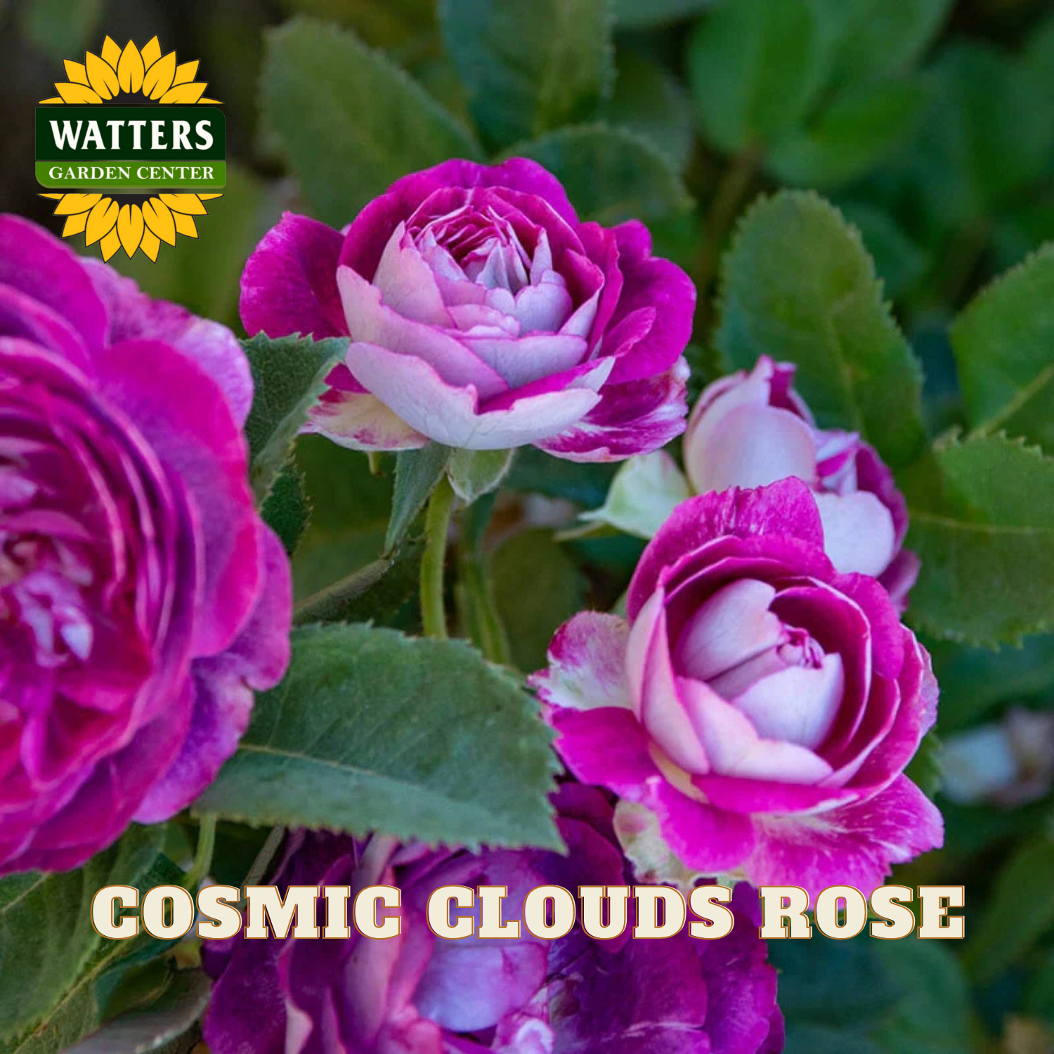 Pink and white roses with green leaves, labeled 'Cosmic Clouds Rose' and 'Watters Garden Center'.