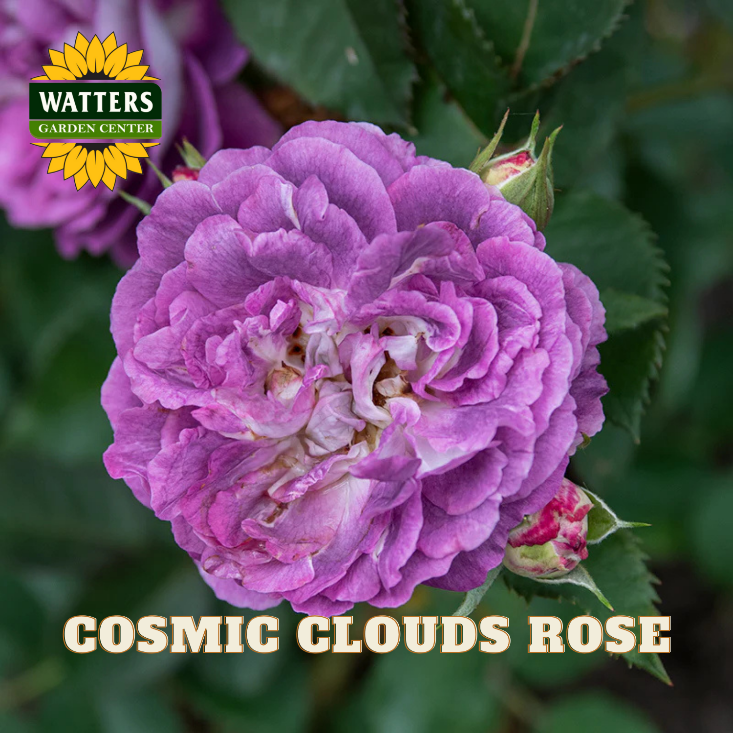 Purple rose with 'Watters Garden Center' logo and 'Cosmic Clouds Rose' text.