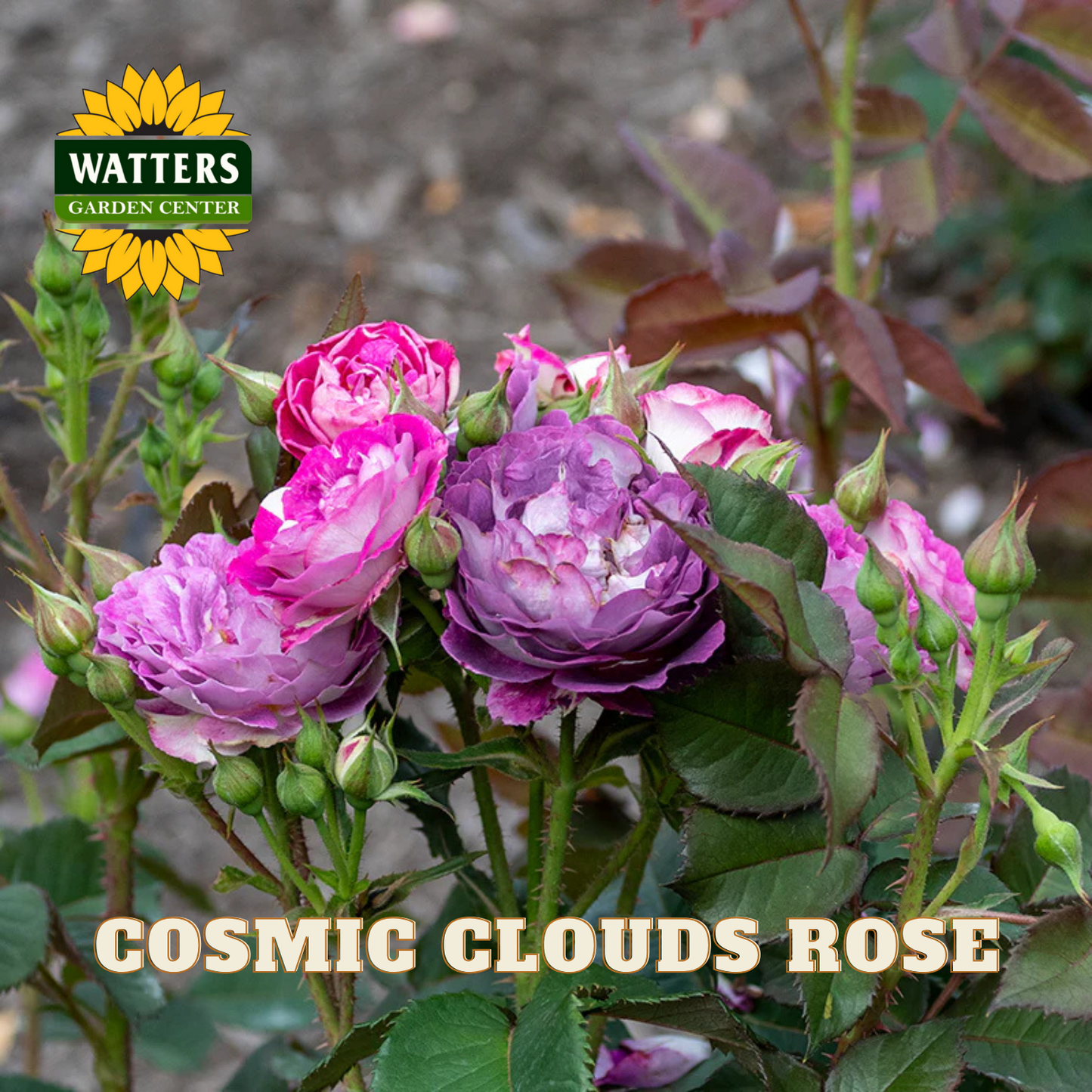 Cosmic Clouds Rose with Watters Garden Center logo