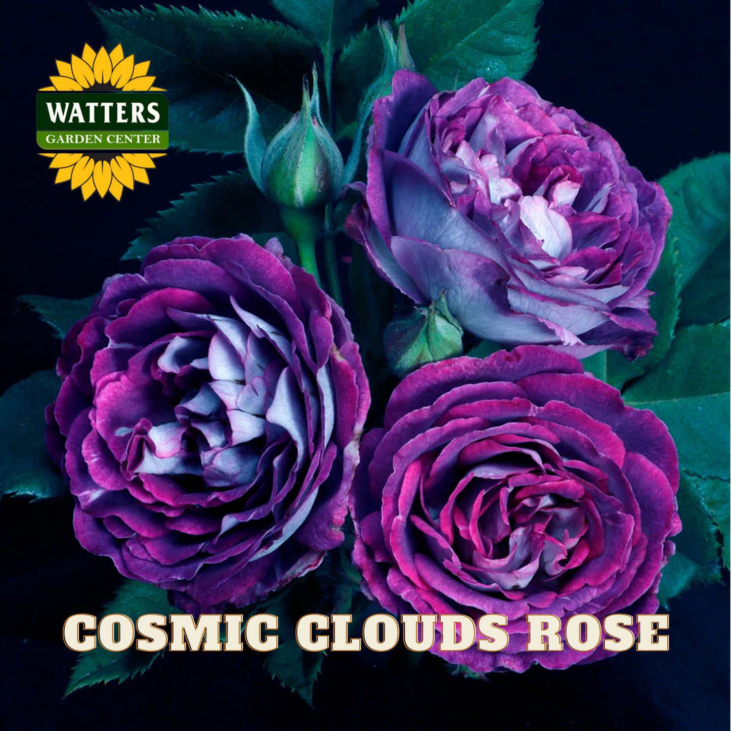 Three purple roses with green leaves on a dark background, featuring Watters Garden Center logo.