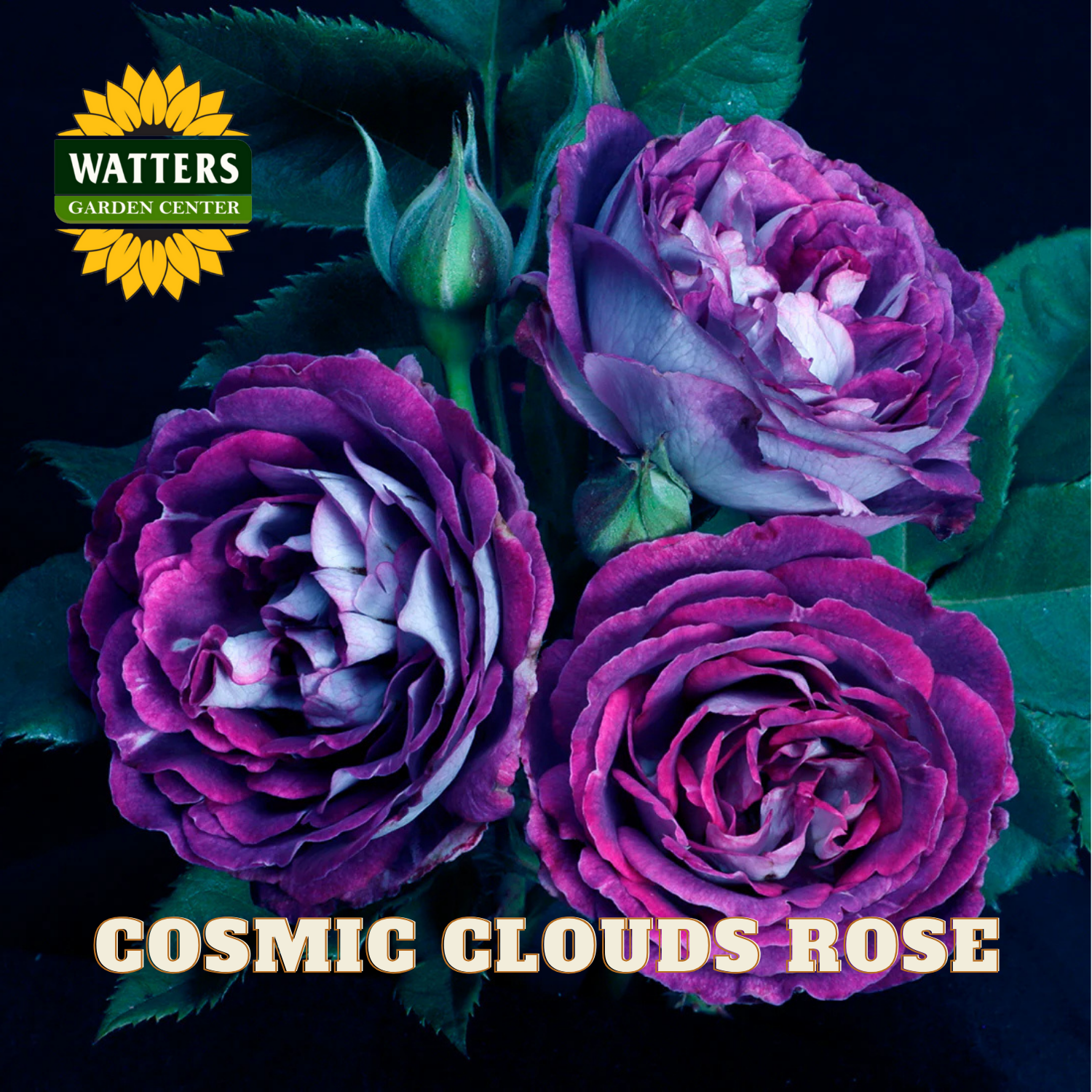 Three purple roses with green leaves on a dark background, featuring Watters Garden Center logo.