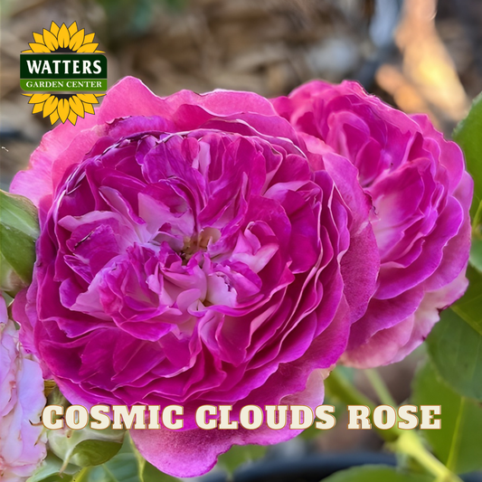 Close-up of a pink rose with 'Watters Garden Center' logo and 'Cosmic Clouds Rose' text.