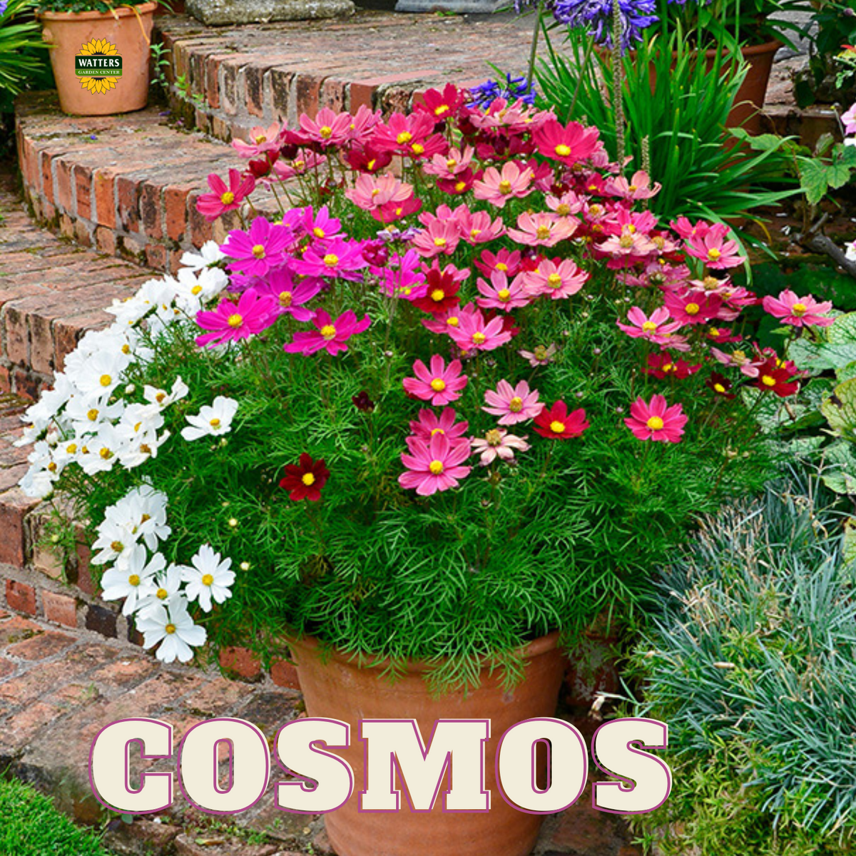 ASSORTED ANNUALS 1gal