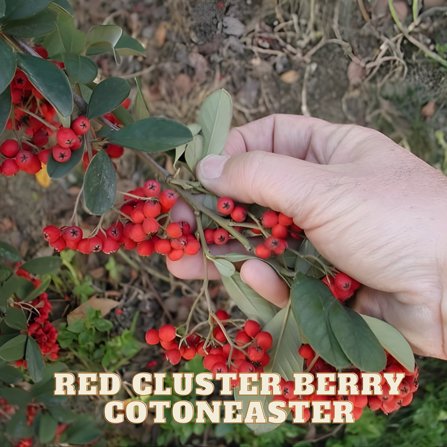 Hand picking red berries from a bush with text 'Red Cluster Berry Cotoneaster' on a natural background.
