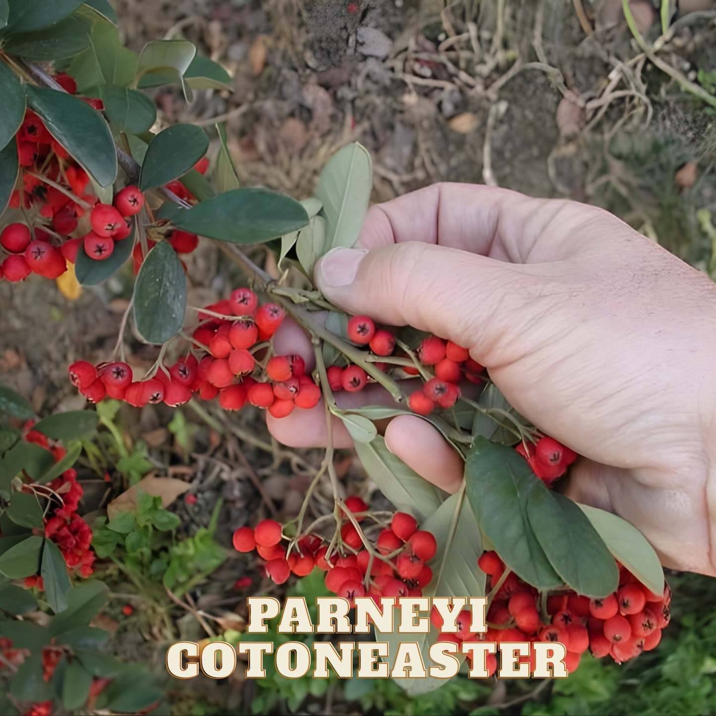 Hand picking red berries from a bush with 'Parneyi Cotoneaster' text overlay.