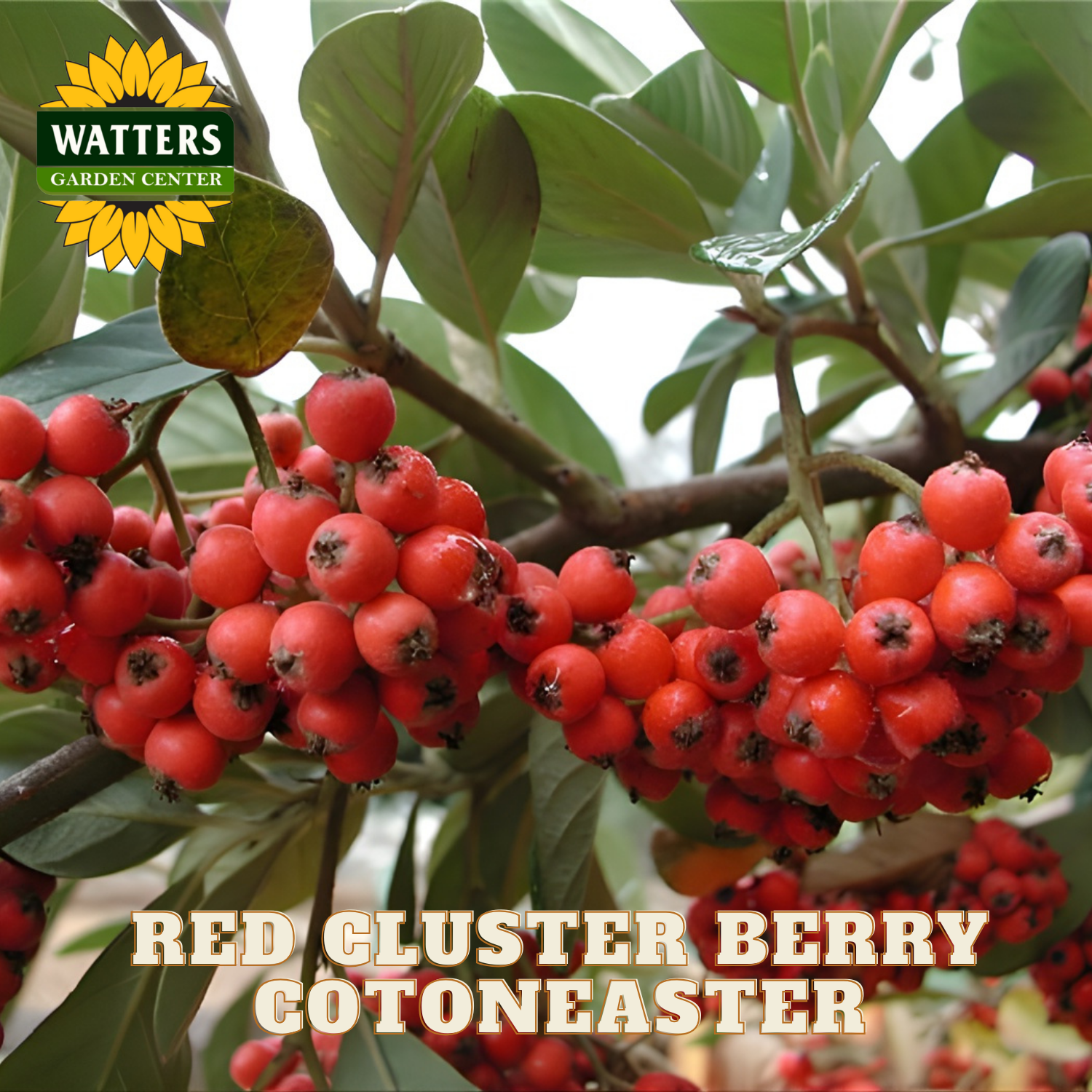 Red cluster berry cotoneaster with Watters Garden Center logo