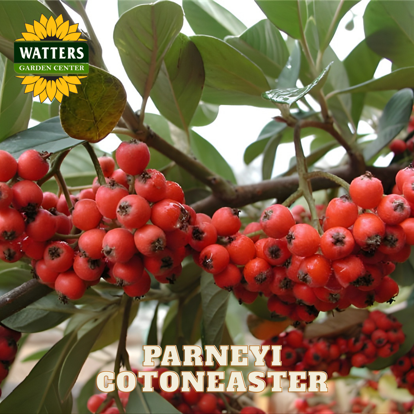 Red berries on a branch with Watters Garden Center logo and 'Parneyi Cotoneaster' text.
