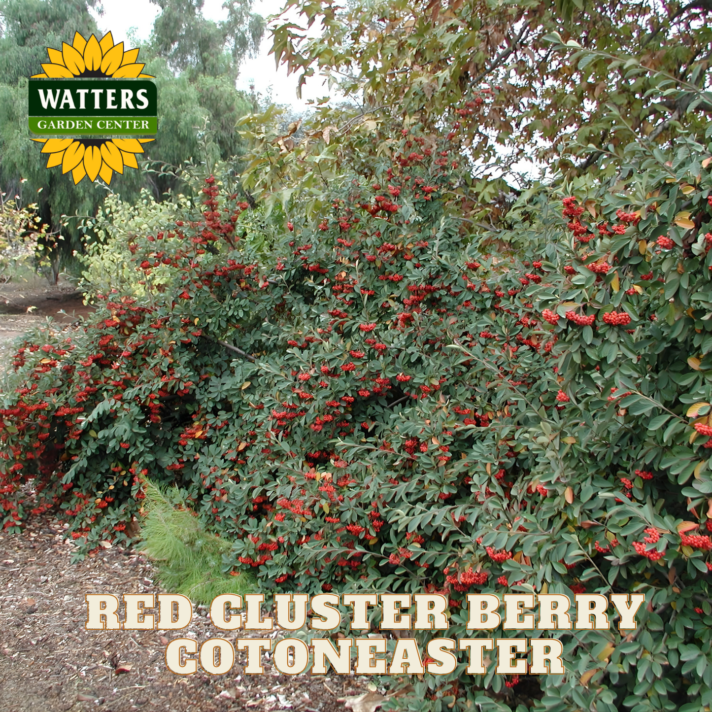 RED CLUSTER BERRY COTONEASTER 5gal