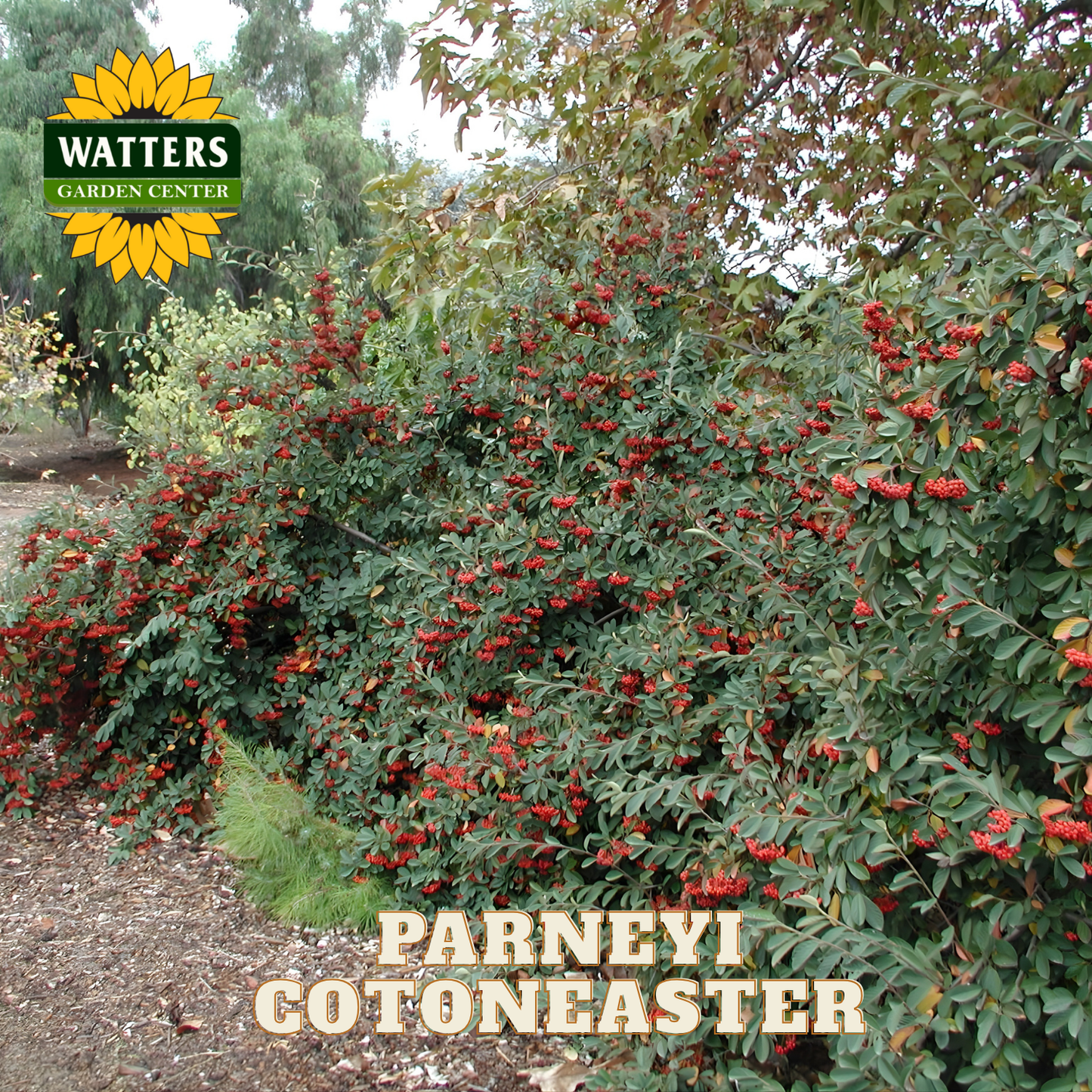 Parneyi Cotonaster plant with red berries and Watters Garden Center logo.