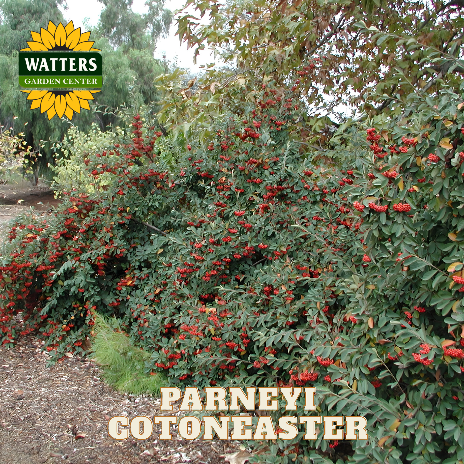 Parneyi Cotonaster plant with red berries and Watters Garden Center logo.