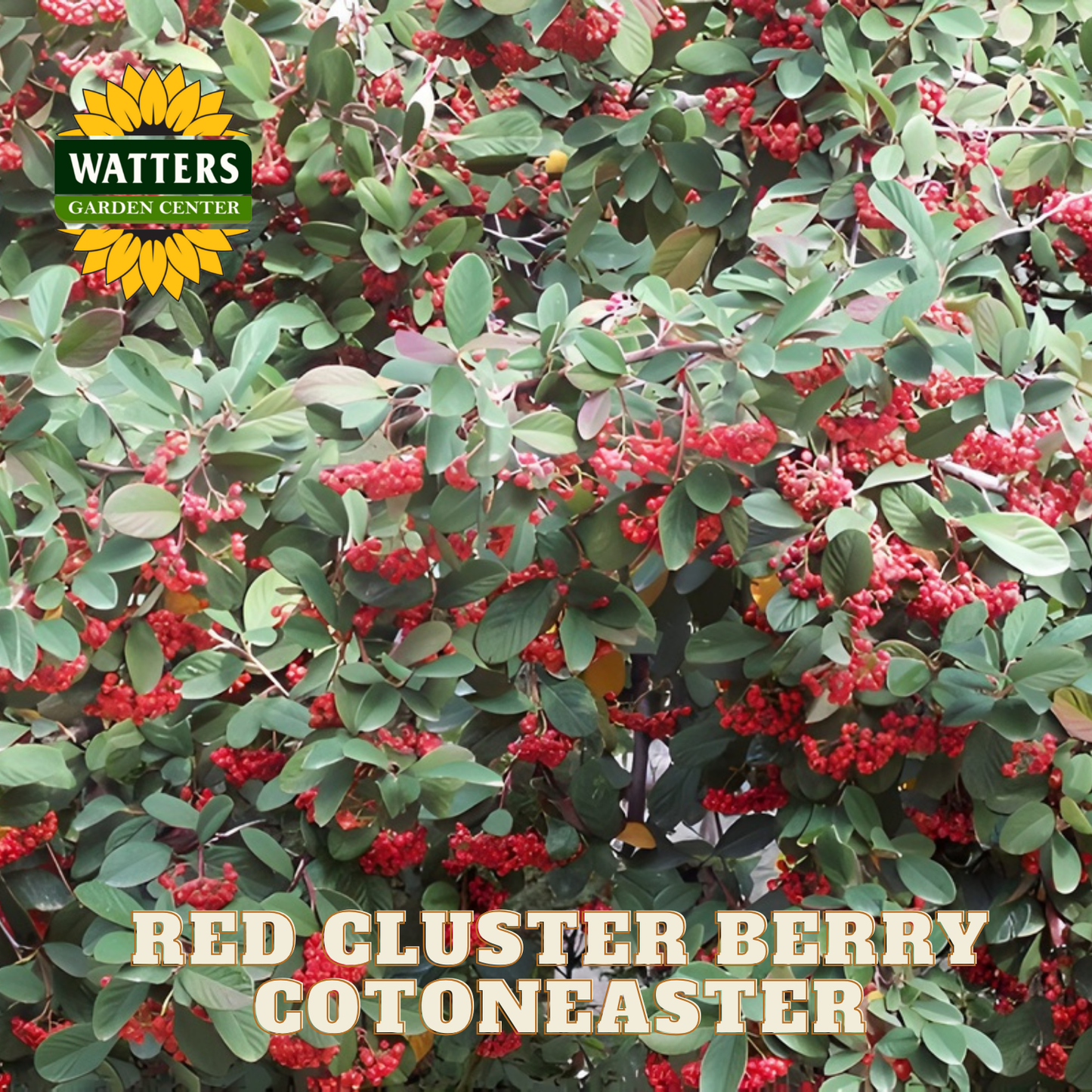 RED CLUSTER BERRY COTONEASTER 5gal