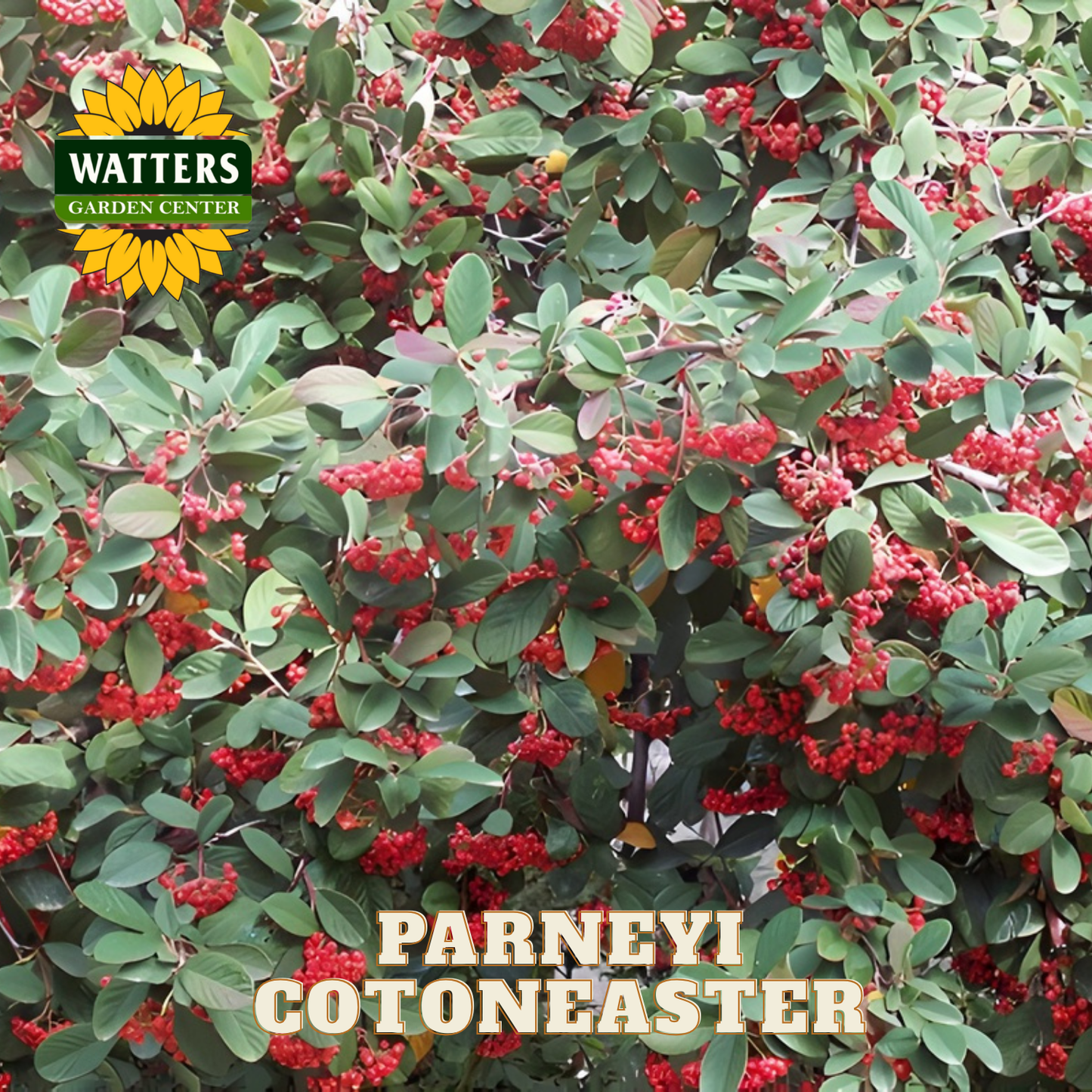 Parneyi Cotonaster plant with red berries and green leaves, branded with Watters Garden Center.