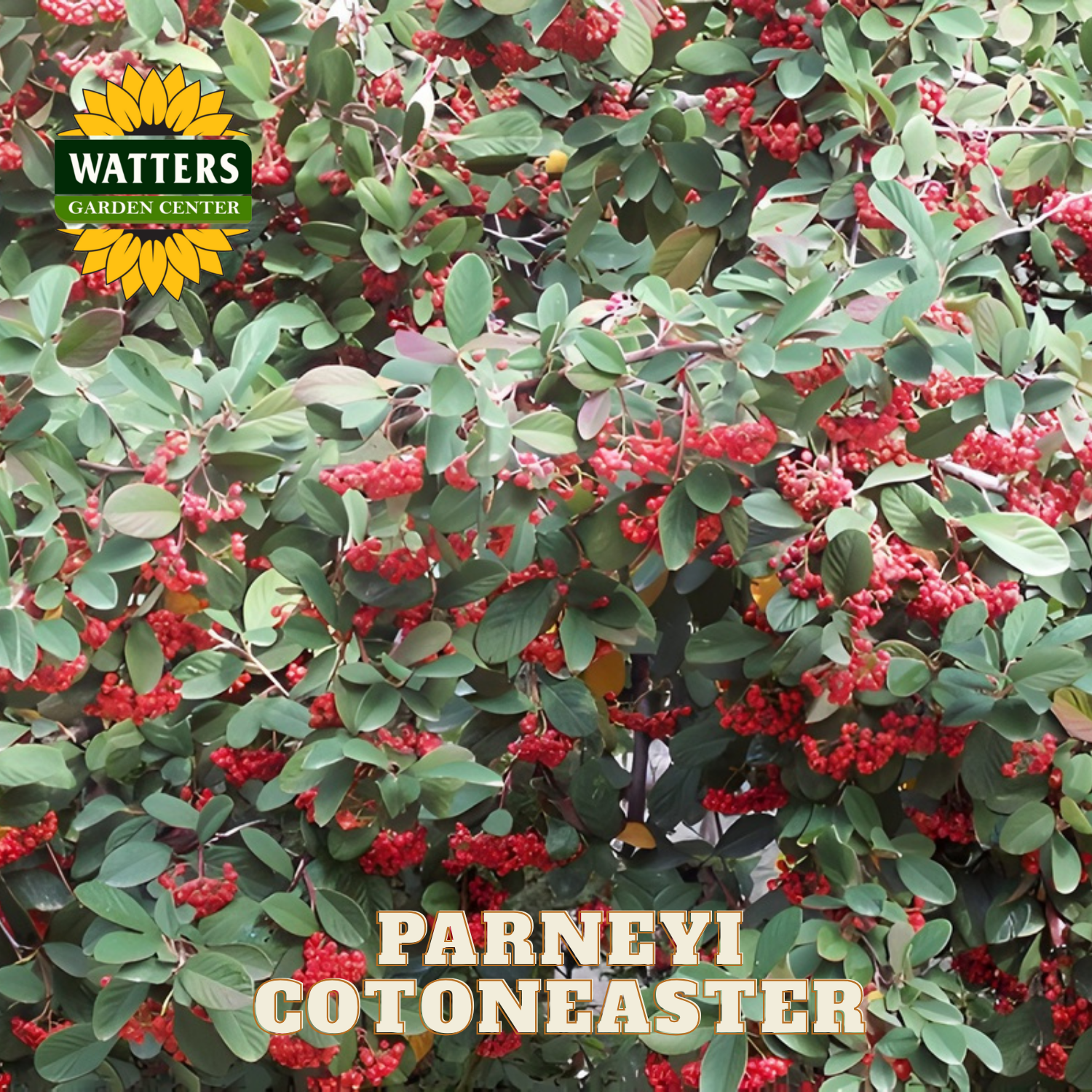 Parneyi Cotonaster plant with red berries and green leaves, branded with Watters Garden Center.