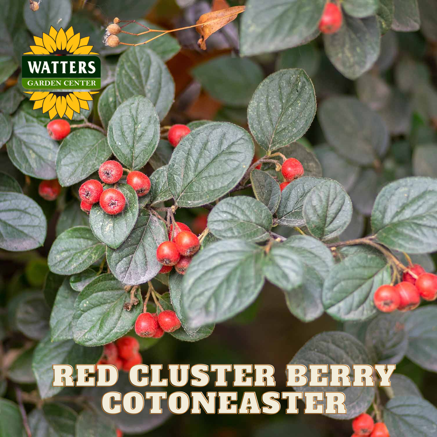 Red Cluster Berry Cotoneaster plant with Watters Garden Center logo