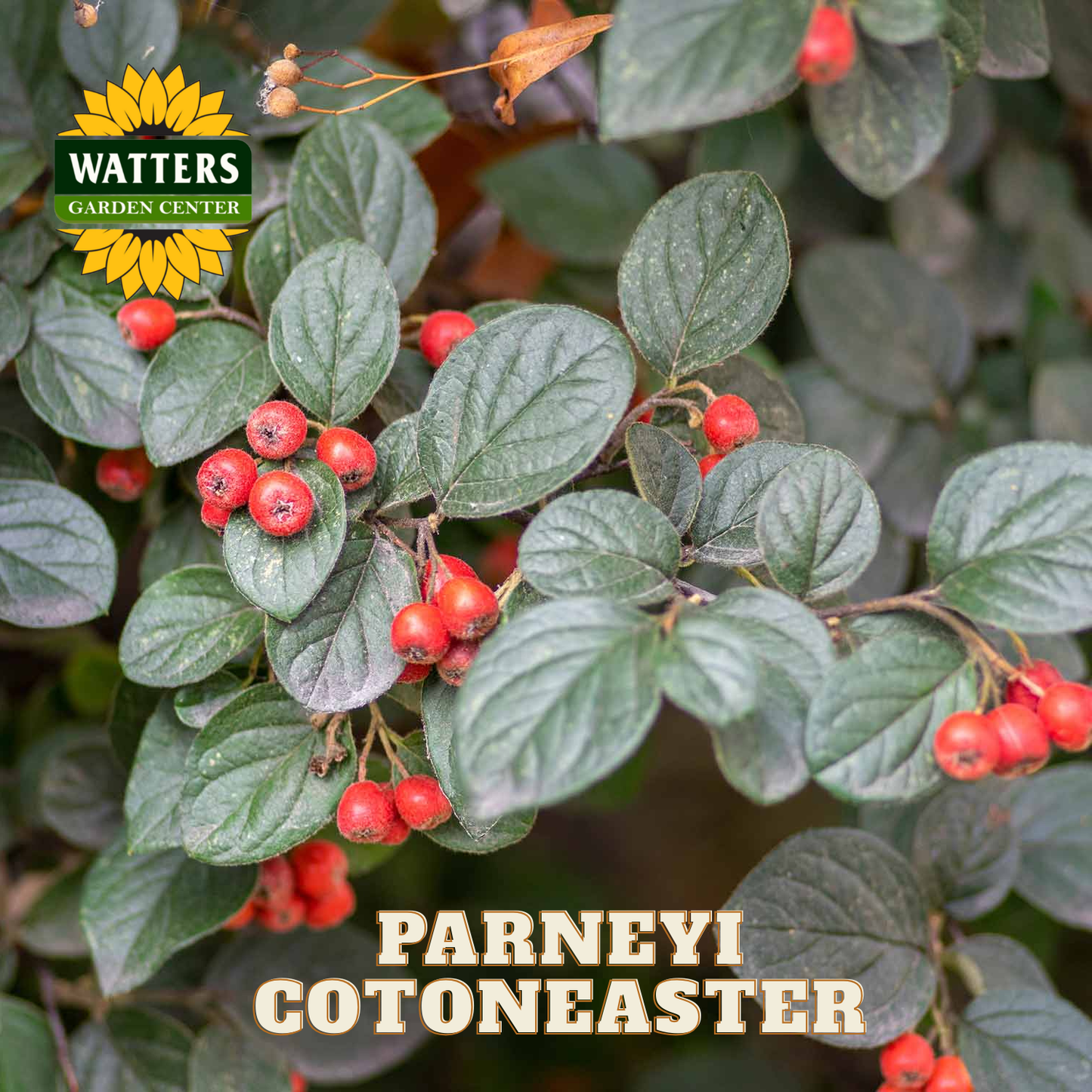 Parneyi Cotoneaster plant with red berries and green leaves, branded with Watters Garden Center.