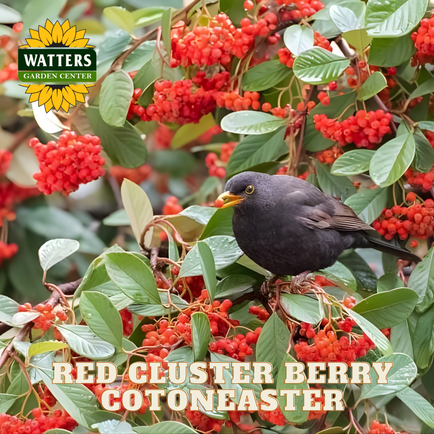 RED CLUSTER BERRY COTONEASTER 5gal