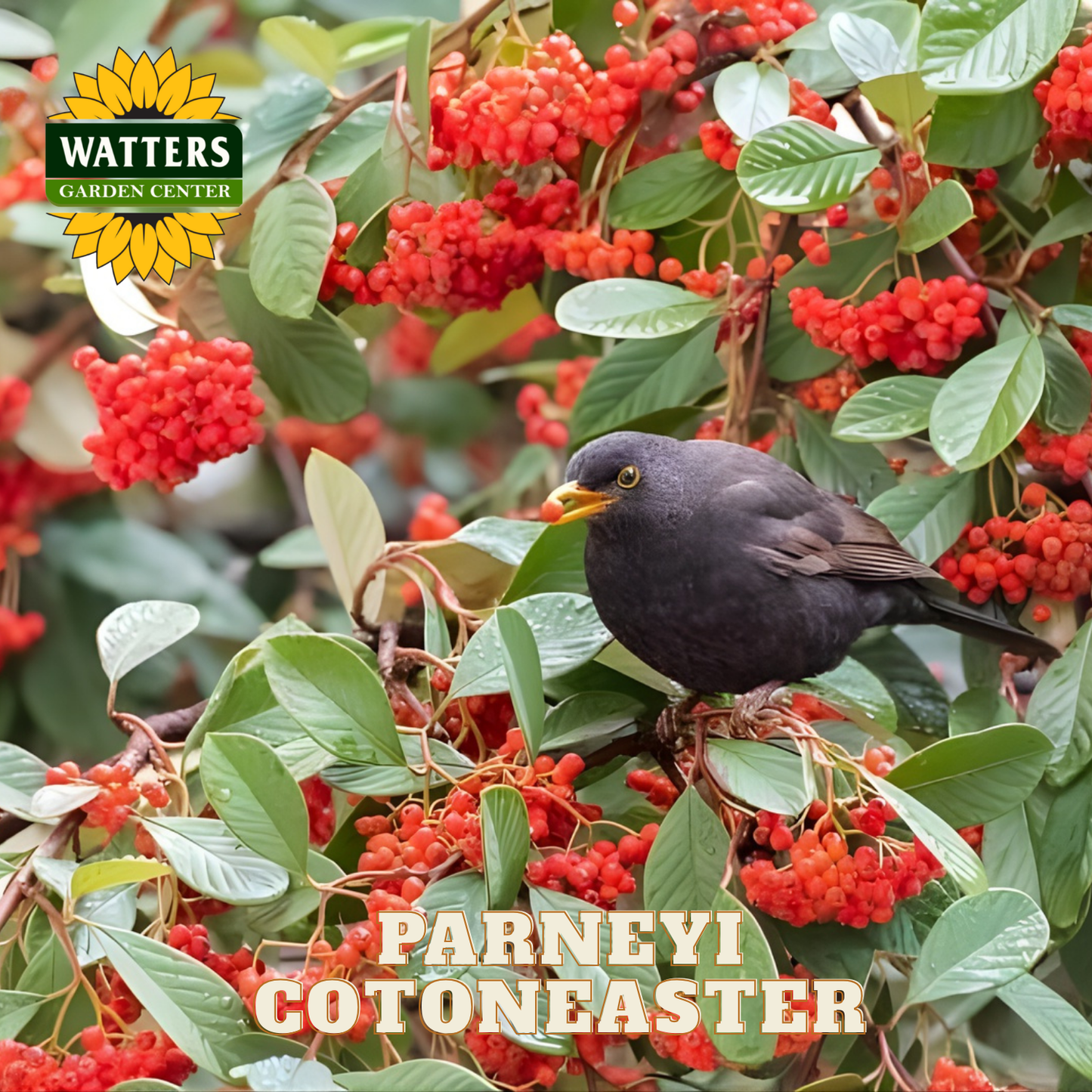 Bird perched on a branch with red berries and Watters Garden Center logo.