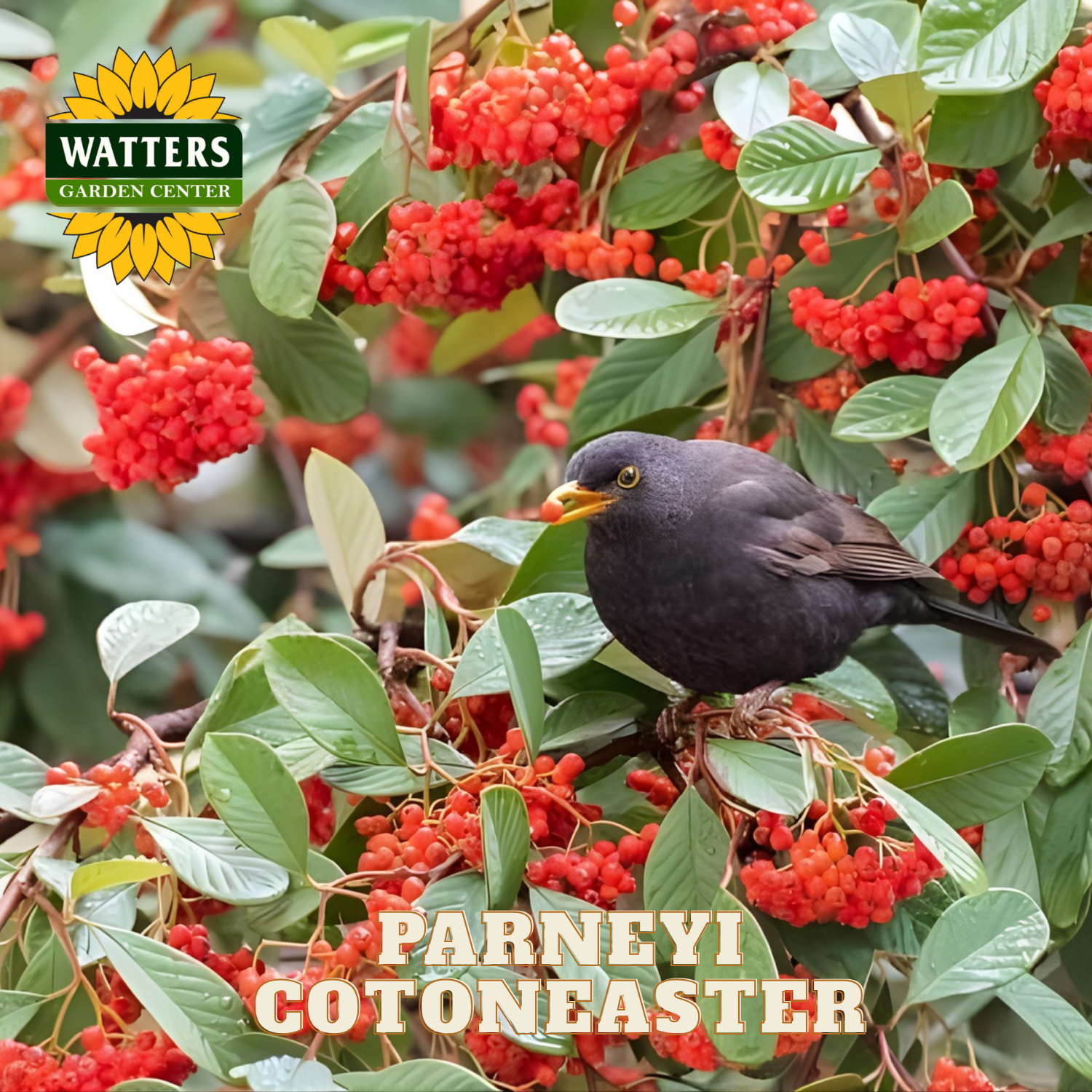 Bird perched on a branch with red berries and Watters Garden Center logo.