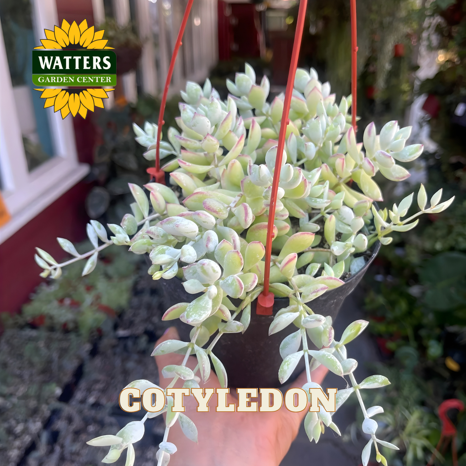 Hanging succulent plant with 'Watters Garden Center' logo in the background