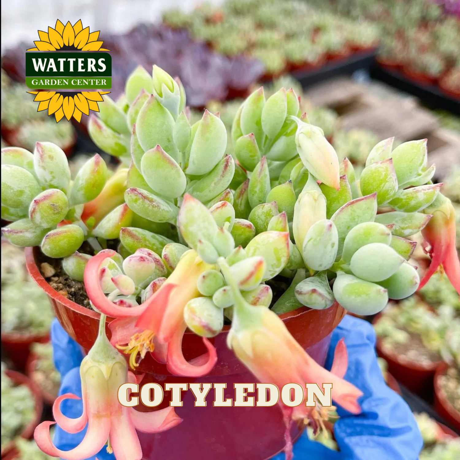 Potted succulents with Watters Garden Center logo and 'Cotyledon' text.