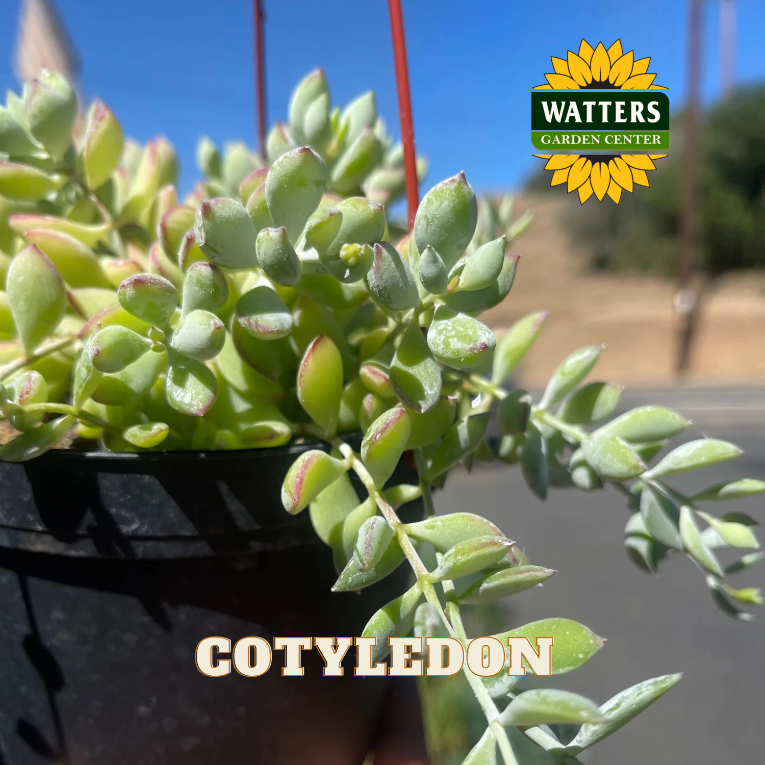 Cotyledon plant in a pot with Watters Garden Center logo in the background
