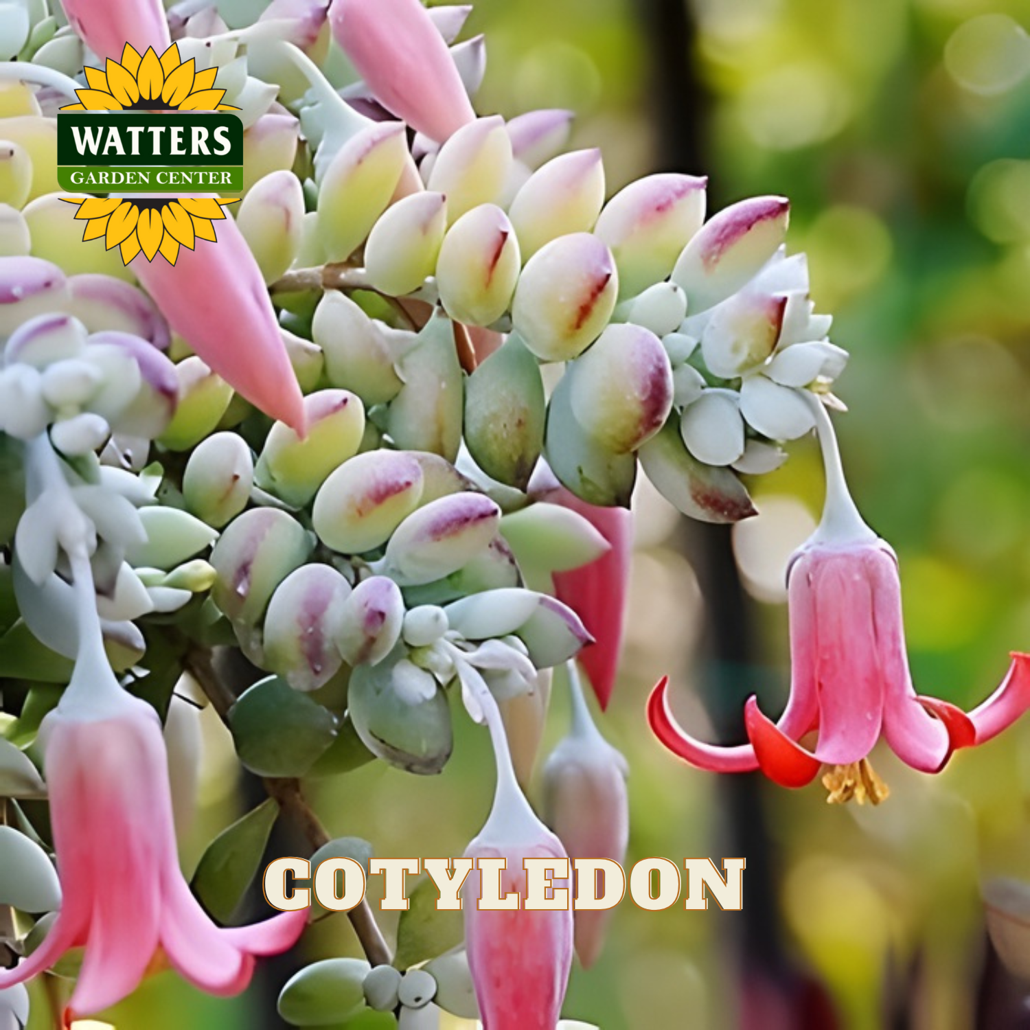 Cotyledon plant with pink flowers and Watters Garden Center logo.