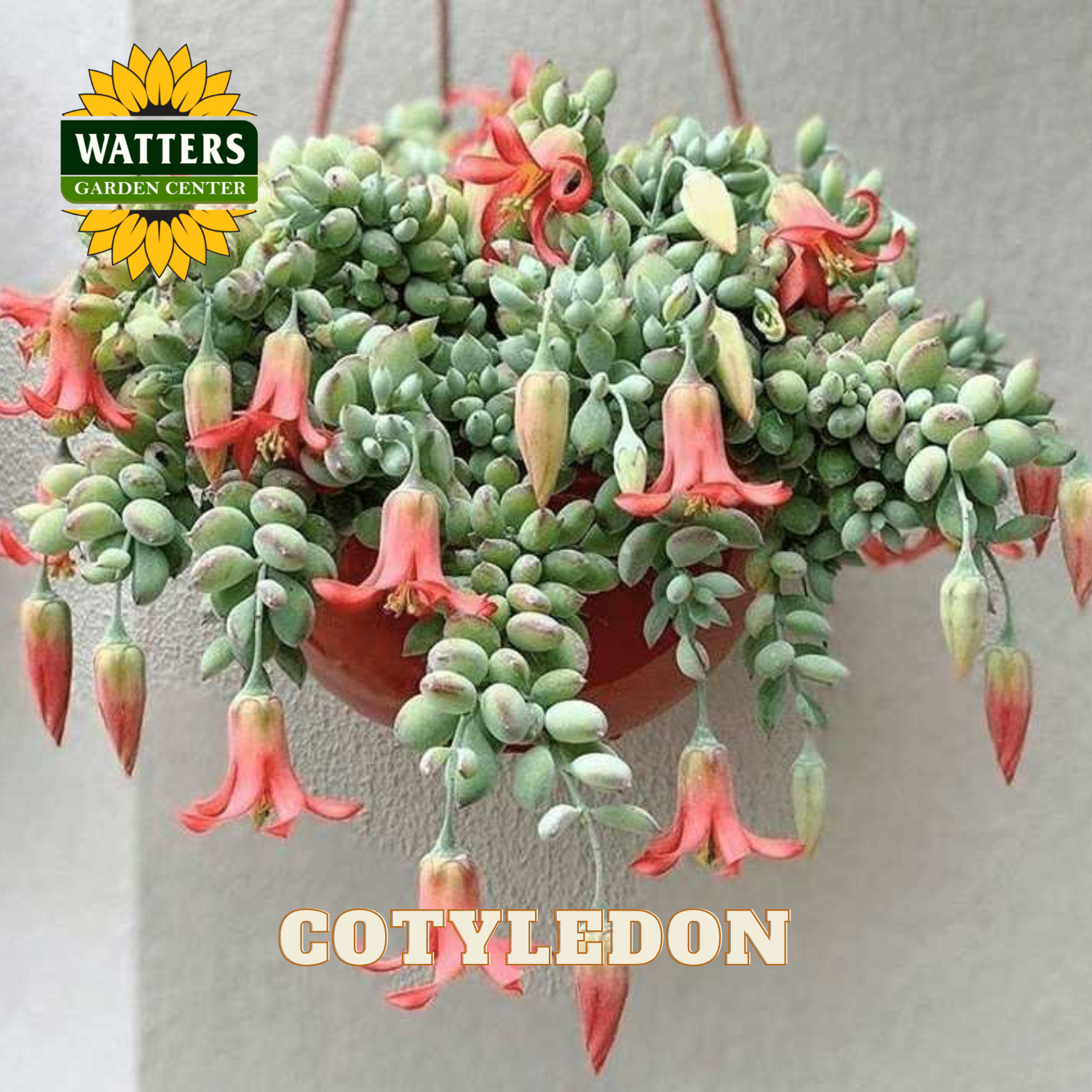 Hanging basket of Cotyledon plants with Watters Garden Center logo.
