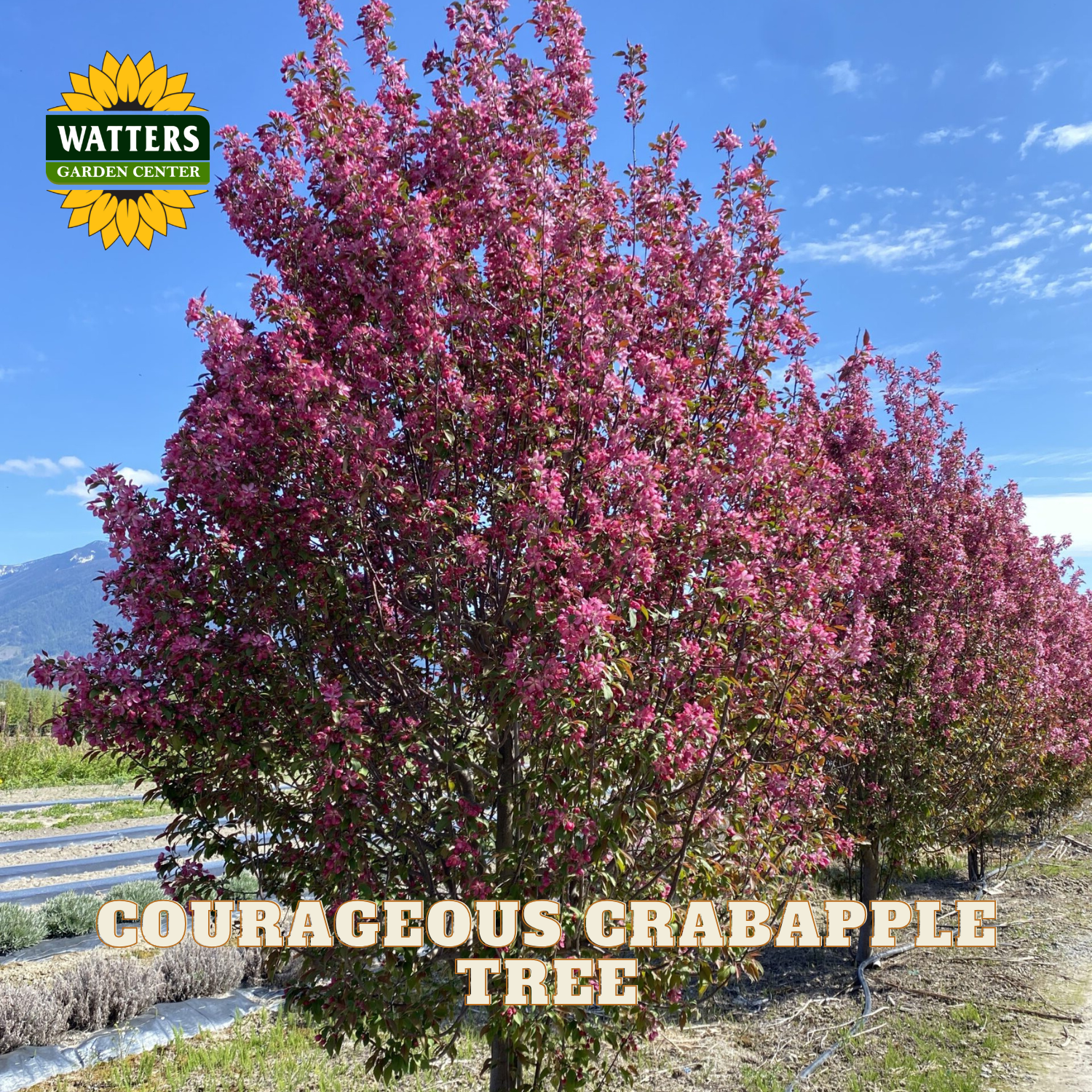 A large flowering crabapple tree in full bloom with dense pink blossoms, shown outdoors in a nursery or orchard row with other trees, blue sky, and mountains in the background. Text overlay reads 'COURAGEOUS CRABAPPLE TREE' and a 'WATTERS GARDEN CENTER' logo appears in the top left.