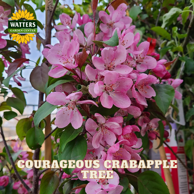 A close-up of a flowering crabapple tree in bloom, with clusters of pink blossoms and green leaves. The Watters Garden Center logo appears in the top left, and the text 'COURAGEOUS CRABAPPLE TREE' is overlaid at the bottom.