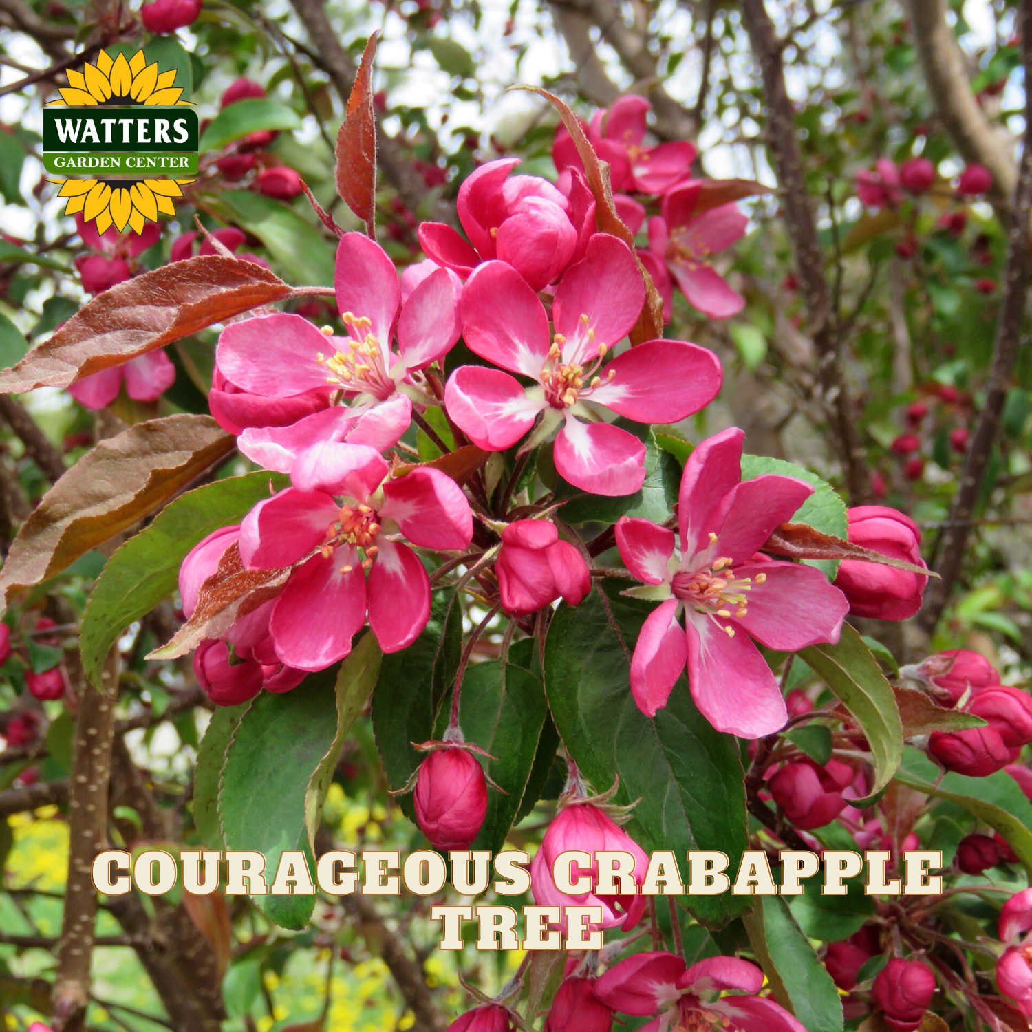 Close-up of a crabapple tree branch with bright pink blossoms, green leaves, and brown twigs. A Watters Garden Center logo appears in the top left, and the text 'COURAGEOUS CRABAPPLE TREE' is overlaid at the bottom.