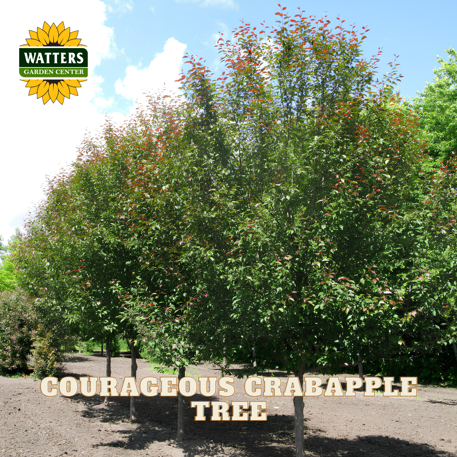 A row of young crabapple trees with green foliage and small red leaves, shown outdoors in a nursery or garden center setting. The Watters Garden Center logo appears in the top left, and the text 'COURAGEOUS CRABAPPLE TREE' is overlaid at the bottom.