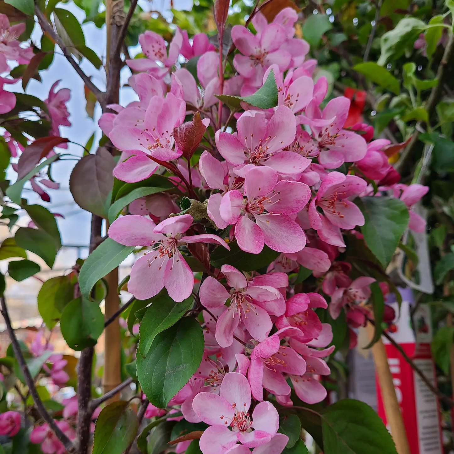 Close-up of a flowering branch covered with pink blossoms and green leaves, photographed in a garden or nursery setting.