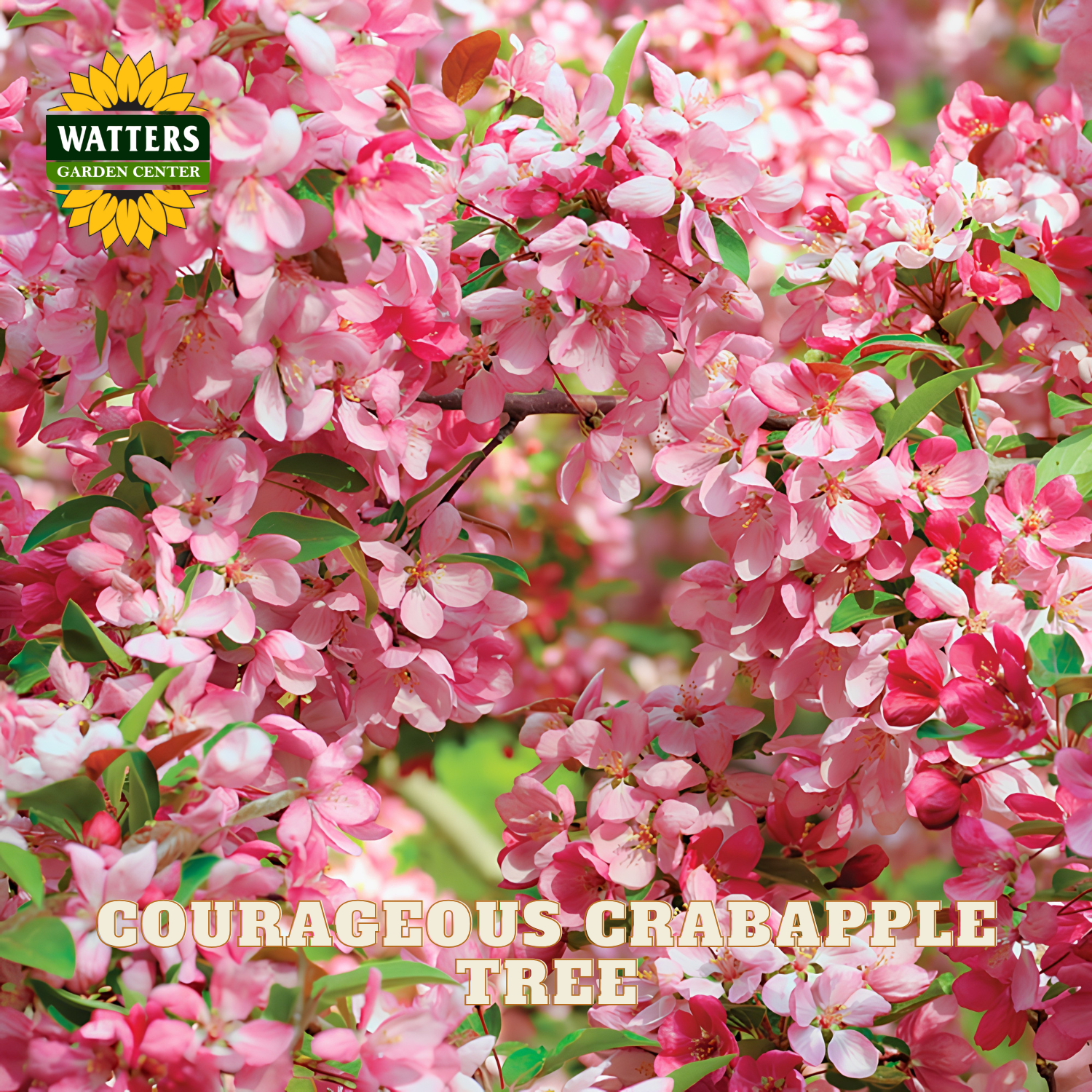 Close-up of a flowering crabapple tree with dense pink blossoms and green leaves. A Watters Garden Center logo appears in the upper left, and the text 'COURAGEOUS CRABAPPLE TREE' is overlaid near the bottom.