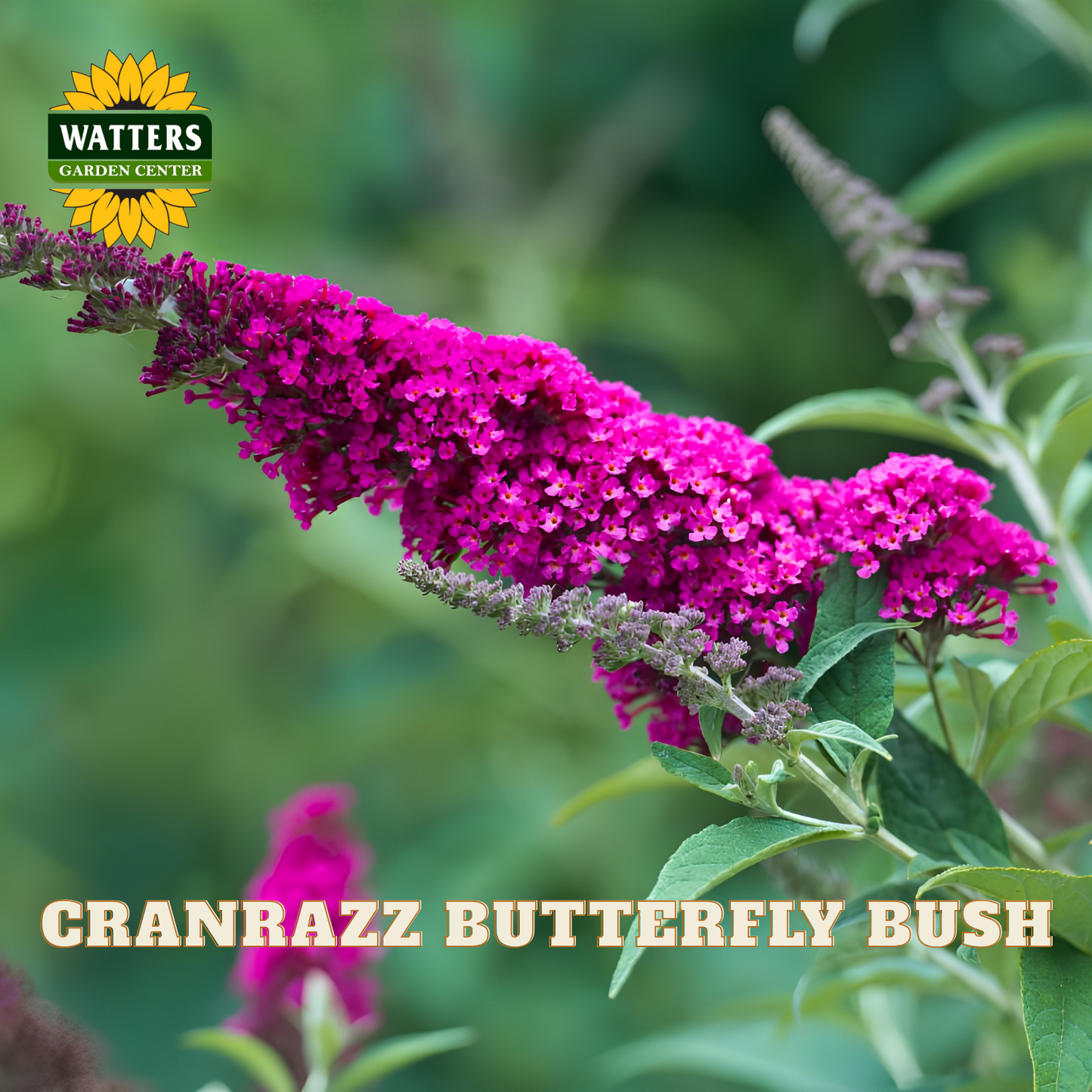 A close-up of a bright magenta butterfly bush flower cluster with green leaves, shown outdoors against a blurred green background. The Watters Garden Center logo appears in the top left, and the text 'CRANRAZZ BUTTERFLY BUSH' appears at the bottom.
