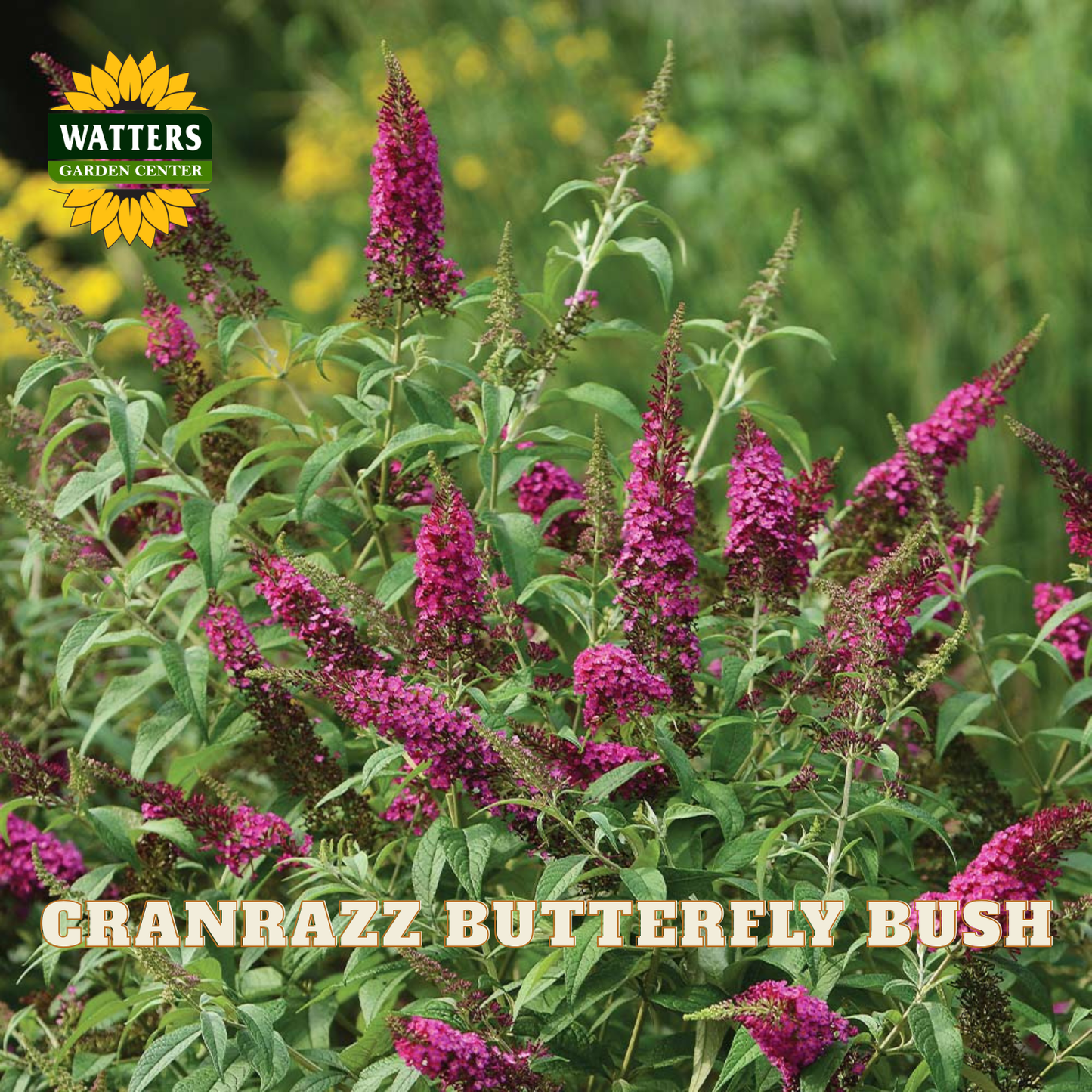 A close-up of a butterfly bush plant with bright magenta-purple flower spikes and green leaves, with the Watters Garden Center logo in the top left and the text 'CRANRAZZ BUTTERFLY BUSH' across the bottom.