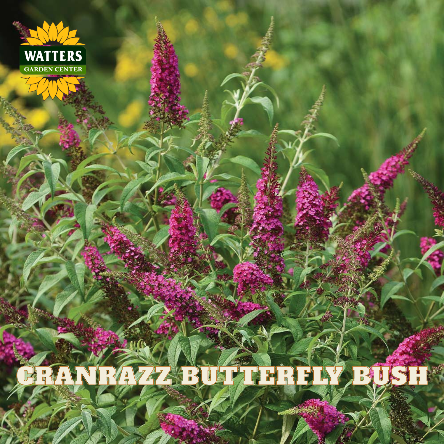 A close-up of a butterfly bush plant with bright magenta-purple flower spikes and green leaves, with the Watters Garden Center logo in the top left and the text 'CRANRAZZ BUTTERFLY BUSH' across the bottom.