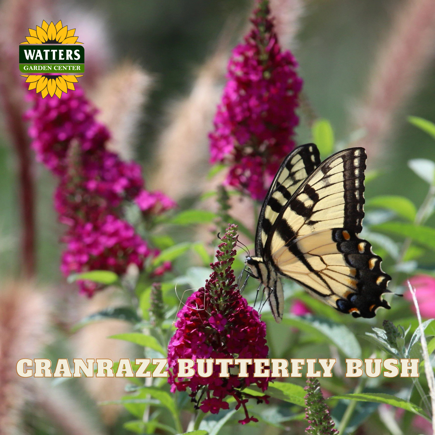 A butterfly perched on bright magenta butterfly bush flowers, with the text 'CRANRAZZ BUTTERFLY BUSH' and a Watters Gardens Center logo visible.