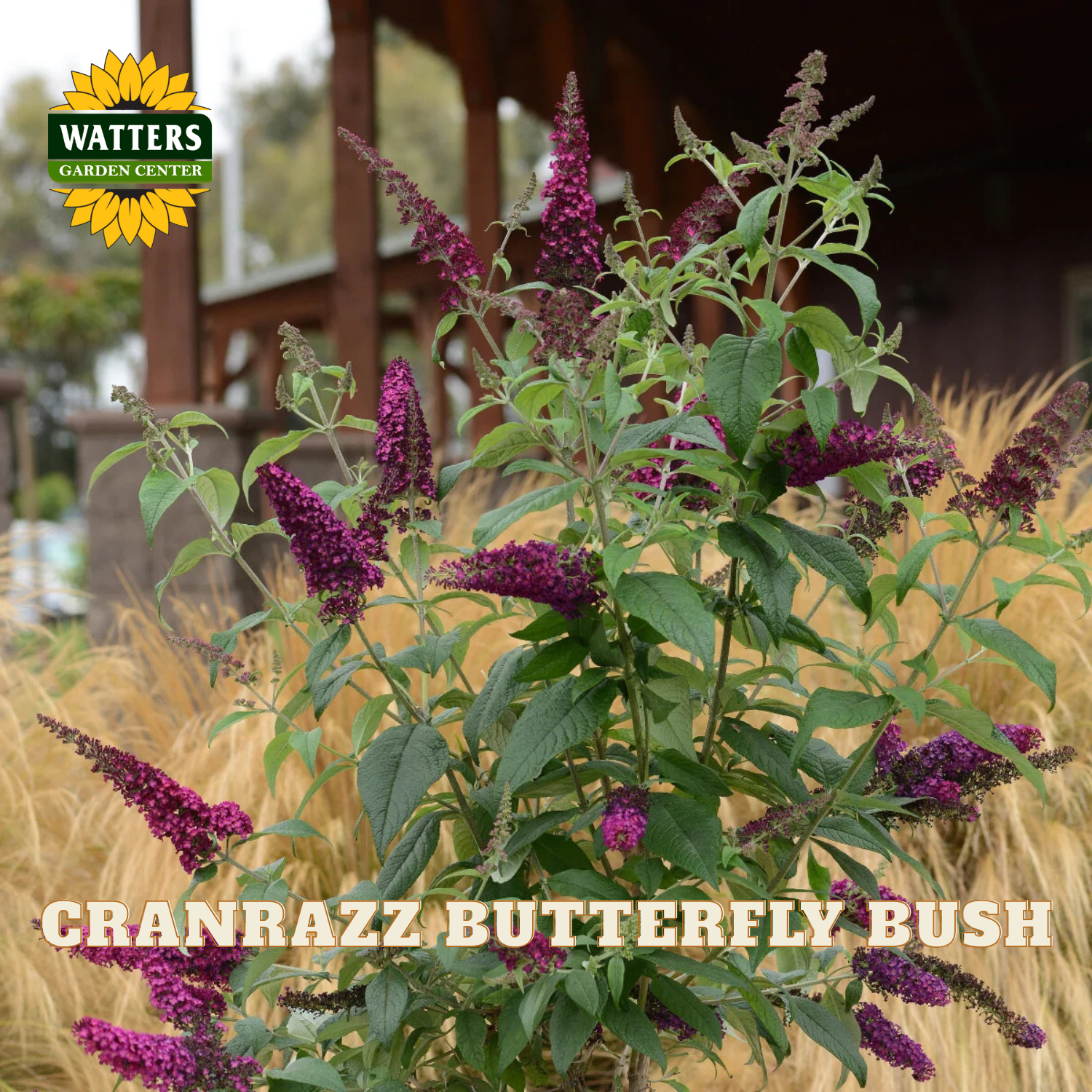 A live plant of the Cranrazz Butterfly Bush with dense clusters of deep purple flowers and green leaves, shown outdoors in a garden setting with ornamental grass and a wooden structure in the background. The Watters Gardens Center logo is in the top-left corner, and the text 'CRANRAZZ BUTTERFLY BUSH' is overlaid at the bottom.