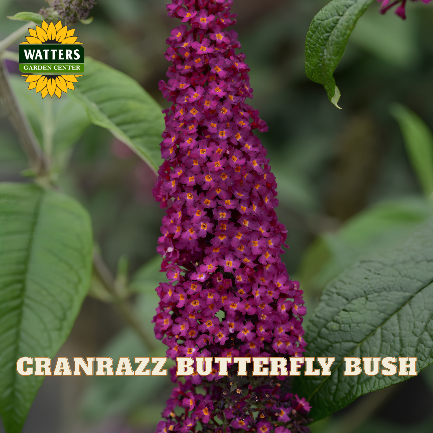A close-up of a flowering butterfly bush with dense clusters of small magenta-purple flowers and yellow centers, surrounded by green leaves. The Watters Garden Center logo appears in the upper left, and the text 'CRANRAZZ BUTTERFLY BUSH' is overlaid at the bottom.