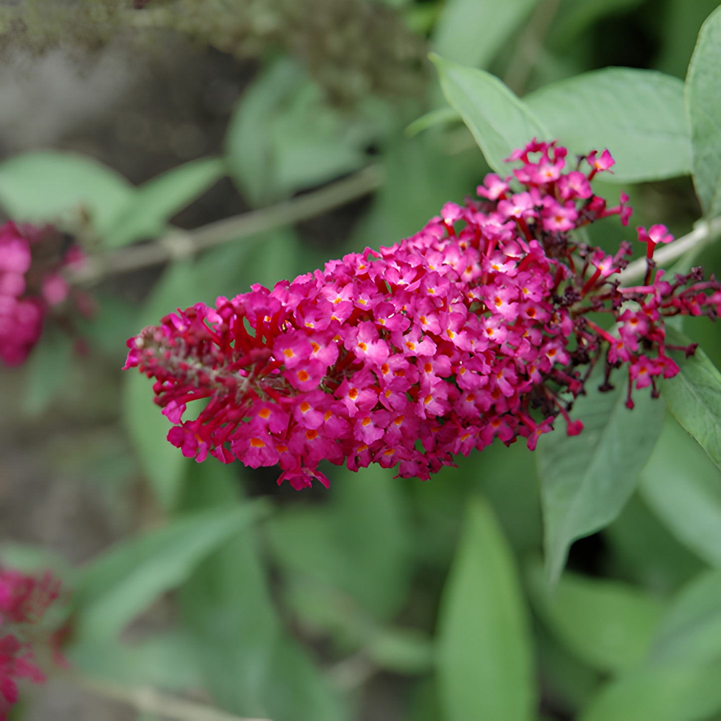 A close-up of a bright pink butterfly bush flower cluster with small blossoms and yellow centers, surrounded by green leaves.
