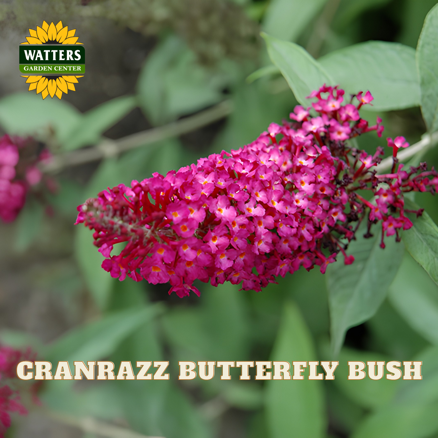 A close-up of a bright pink butterfly bush flower cluster with green leaves, featuring the Watters Garden Center logo and the text 'CRANRAZZ BUTTERFLY BUSH' on a blurred garden background.