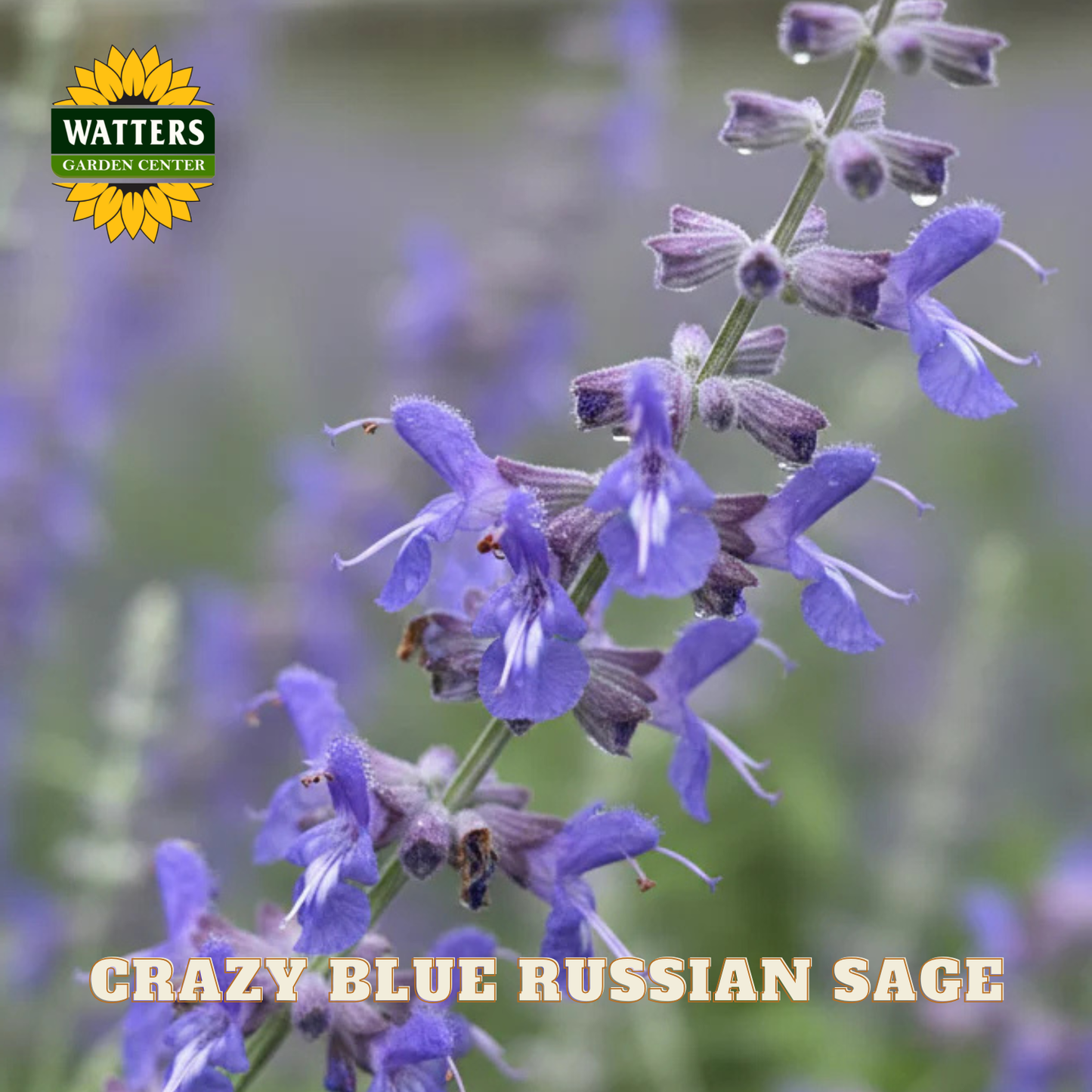 CRAZY BLUE RUSSIAN SAGE 1gal