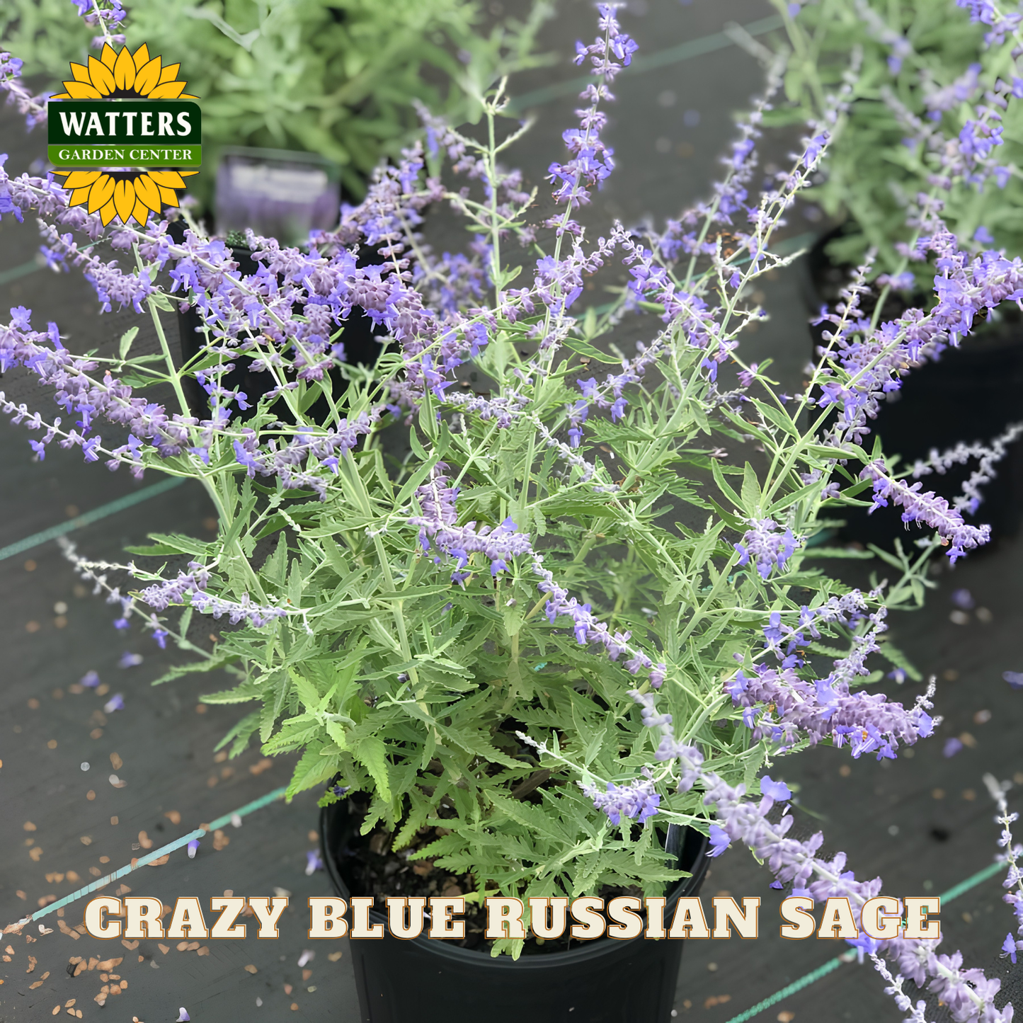CRAZY BLUE RUSSIAN SAGE 1gal