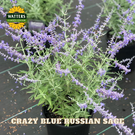 CRAZY BLUE RUSSIAN SAGE 1gal