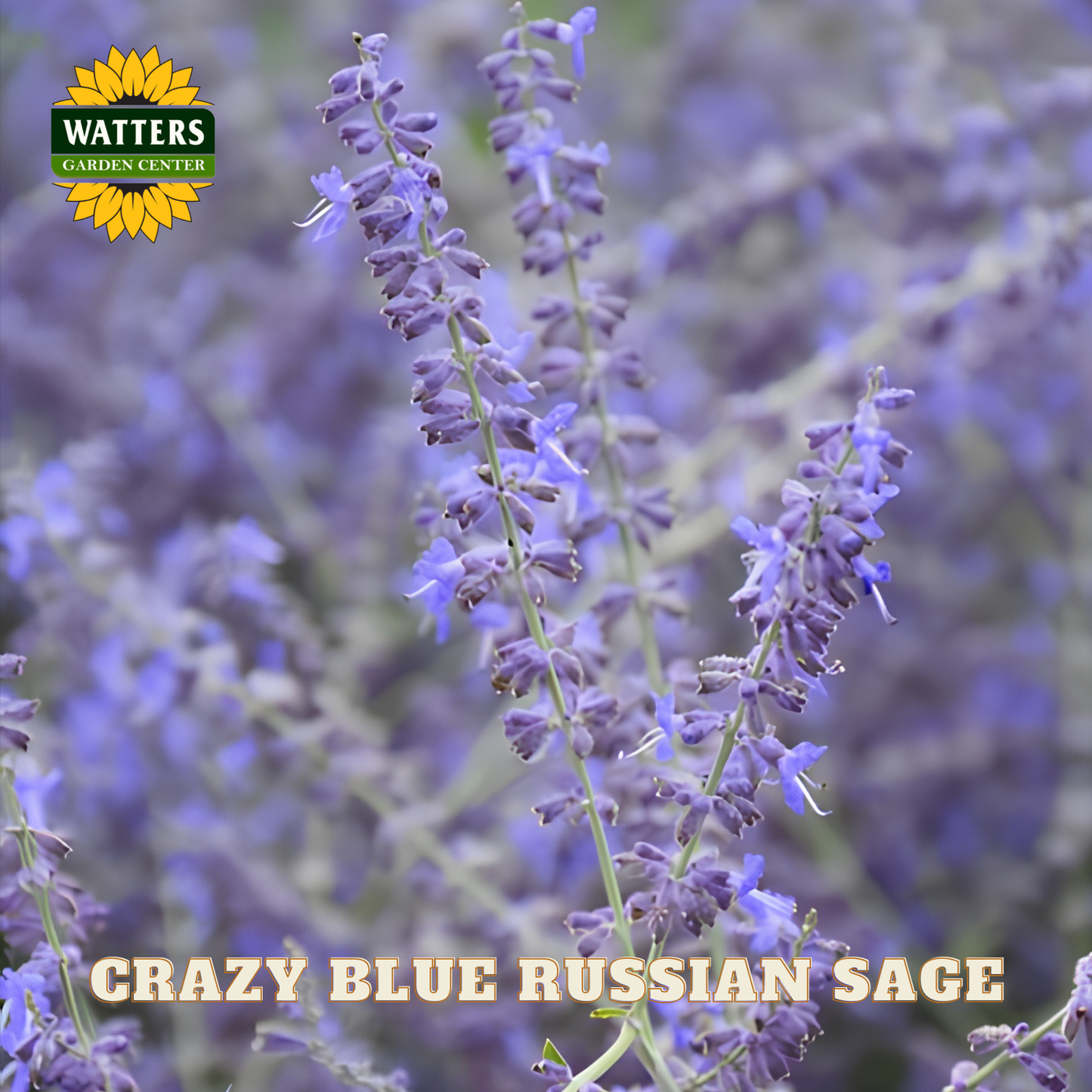 CRAZY BLUE RUSSIAN SAGE 1gal